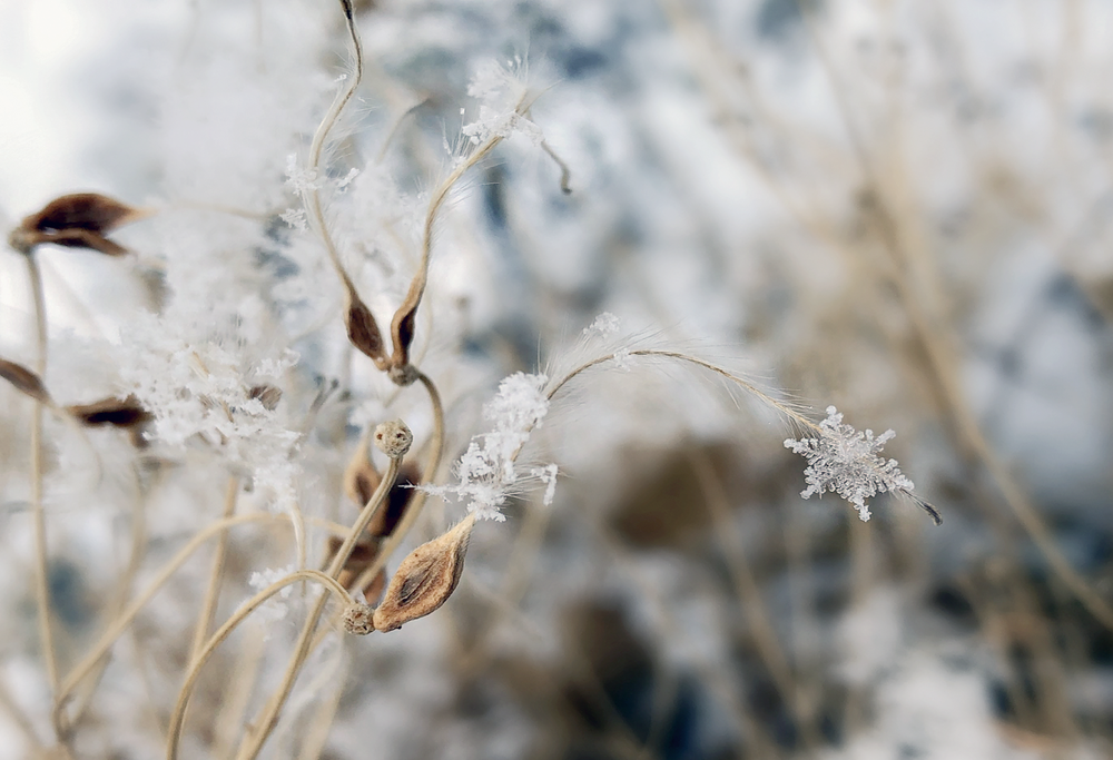 snowflake 9.53.15 AM.png