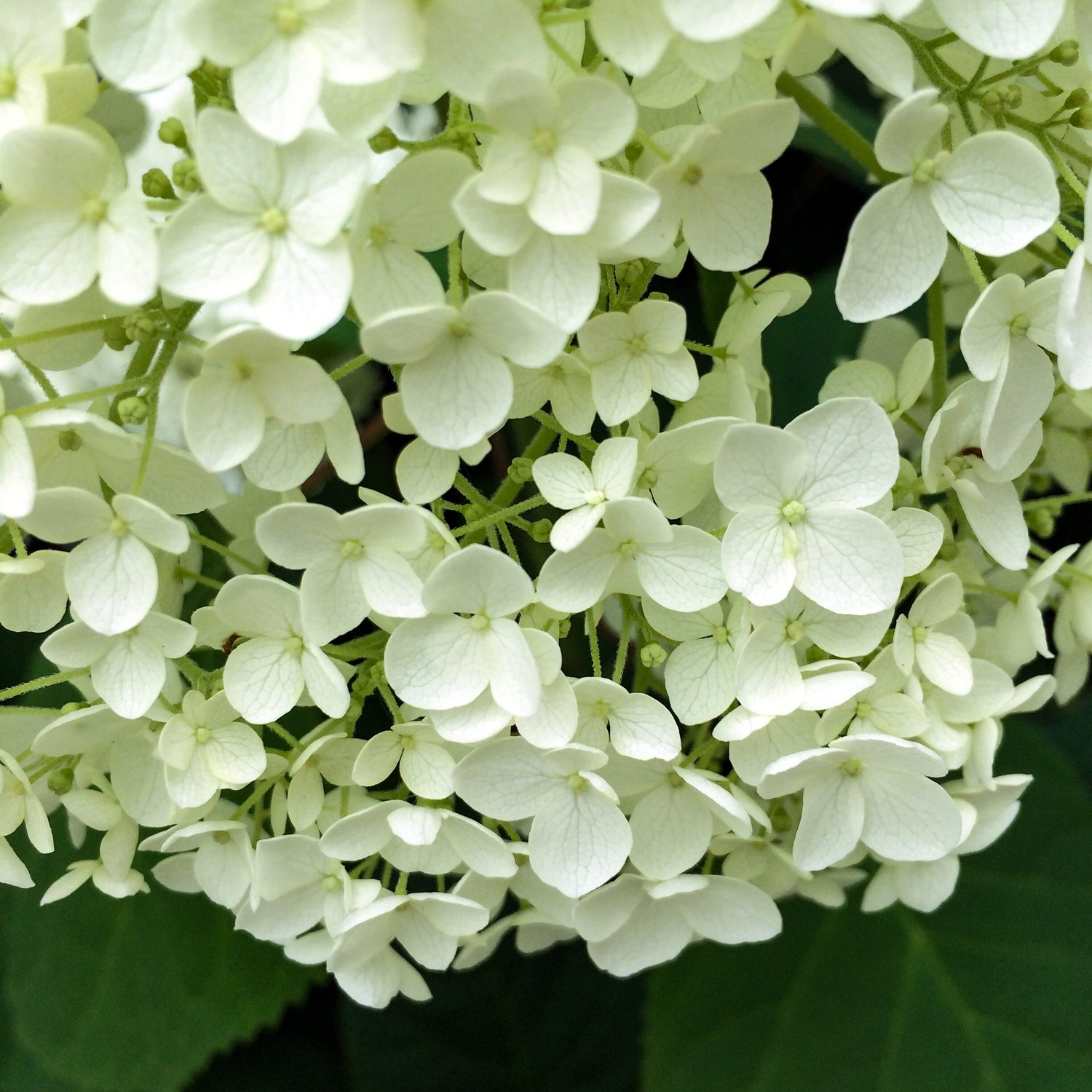 March Color of the Month: Green ??? C'est ma vie!