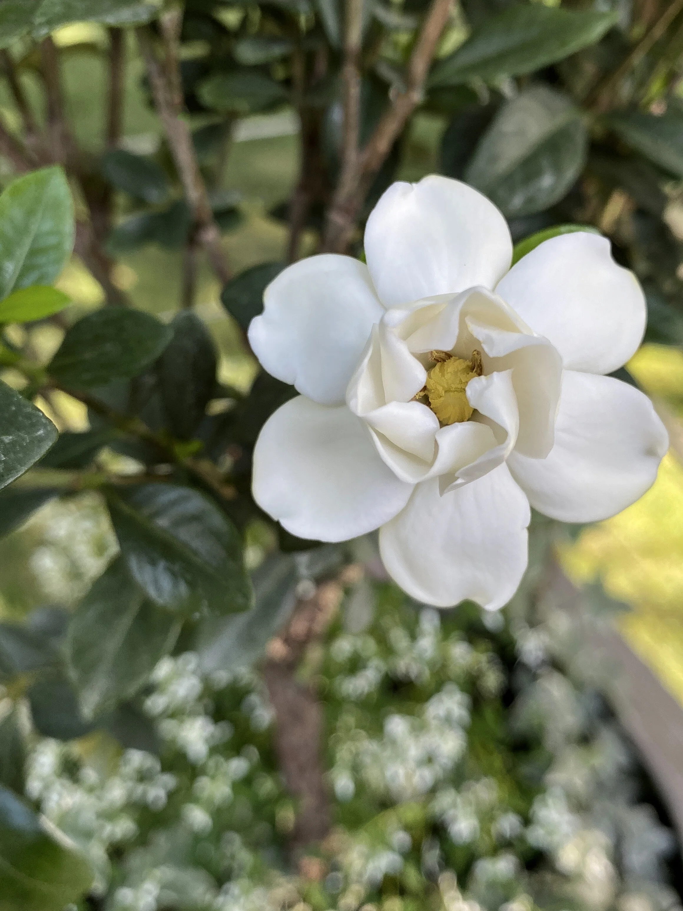 Gardenias