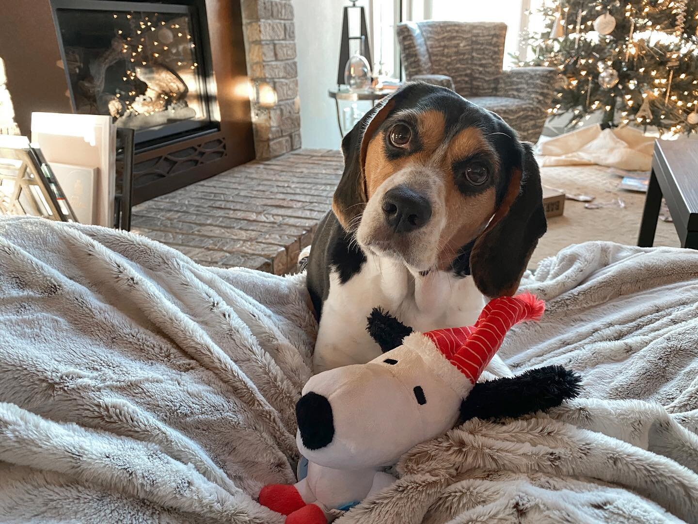 &ldquo;One of the most glorious messes in the world is the mess created in the living room on Christmas day. Don't clean it up too quickly.&quot; &mdash; Andy Rooney 🎁🎄🐾❤ Merry Christmas! #christmas #christmasmorning #piperthebeagle #presentsforpi