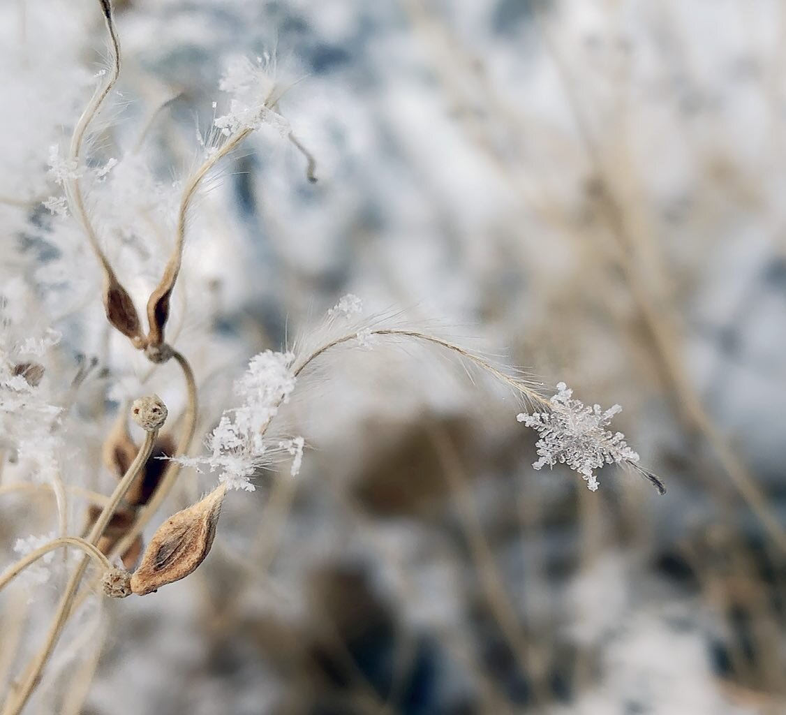 C'est ma vie! Capture 52 - Week 51: Frozen &bull; &ldquo;Nature is full of genius, full of the divinity; so that not a snowflake escapes its fashioning hand.&rdquo; &mdash; Henry David Thoreau #capture52 #capture52week51 #frozen #snowflake #igerswisc