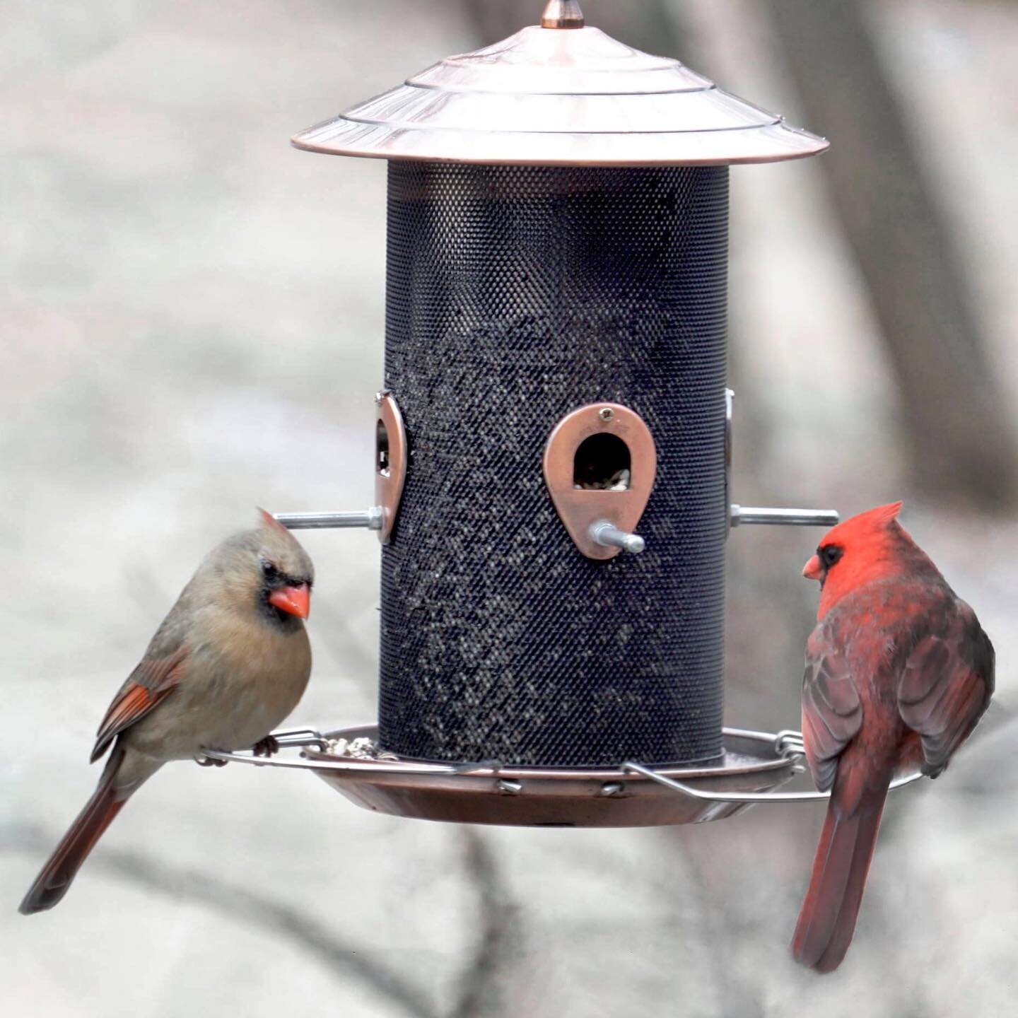 C'est ma vie! Christmas Angels: Visitors from heaven, signs of beauty in the midst of darkness, hope in the midst of sorrow, and renewal in the midst of winter. It&rsquo;s Christmas Eve and of course, my mom and dad wouldn&rsquo;t miss it! #cardinals