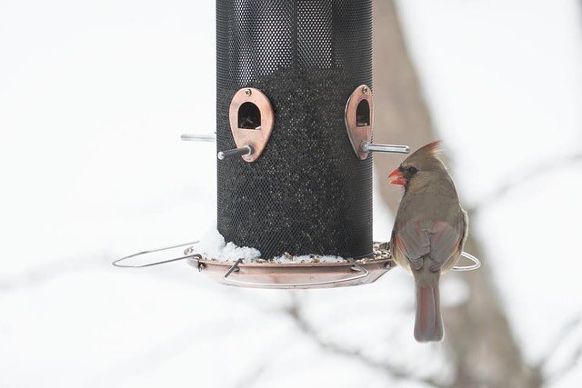 C'est ma vie! Love Birds: Cardinals, chickadees, finches, and snowbirds enjoying a Valentine's Day feast ❤️ https://www.melindalarson.com/blog/2021/2/14/love-birds #lovebirds #valentines #valentinesday2021 #cardinals #chickadees #finches #snowbirds #