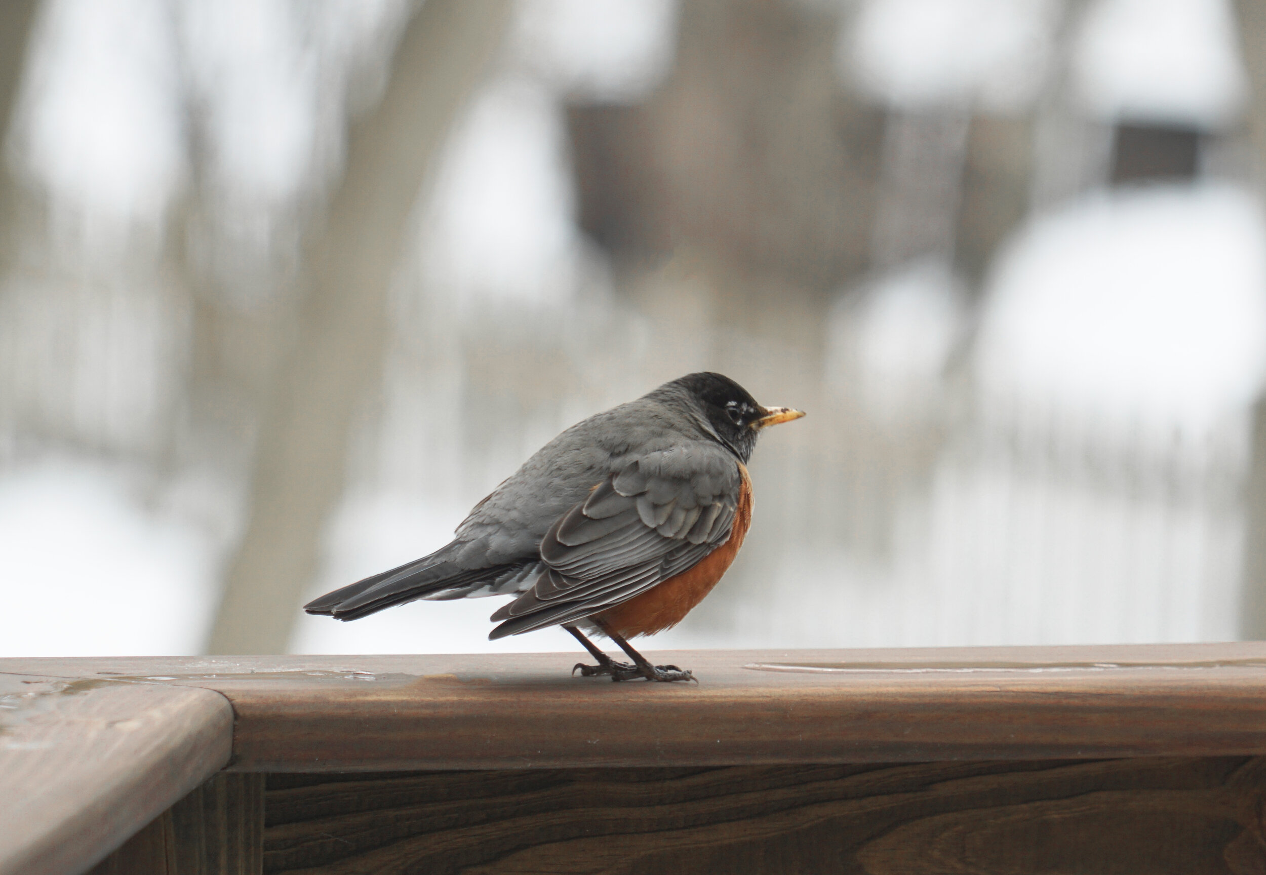 first robin.jpg
