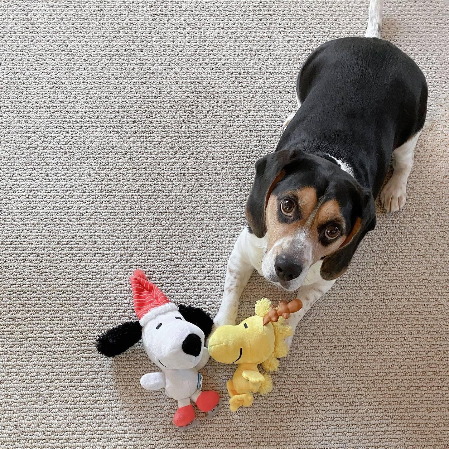 C'est ma vie! Currently &bull; February 2021: Charles Schulz famously said, &ldquo;Happiness is a warm puppy.&rdquo; I couldn&rsquo;t agree more. This month, much of my happiness comes from a cuddly beagle. And here&rsquo;s what else... https://www.m