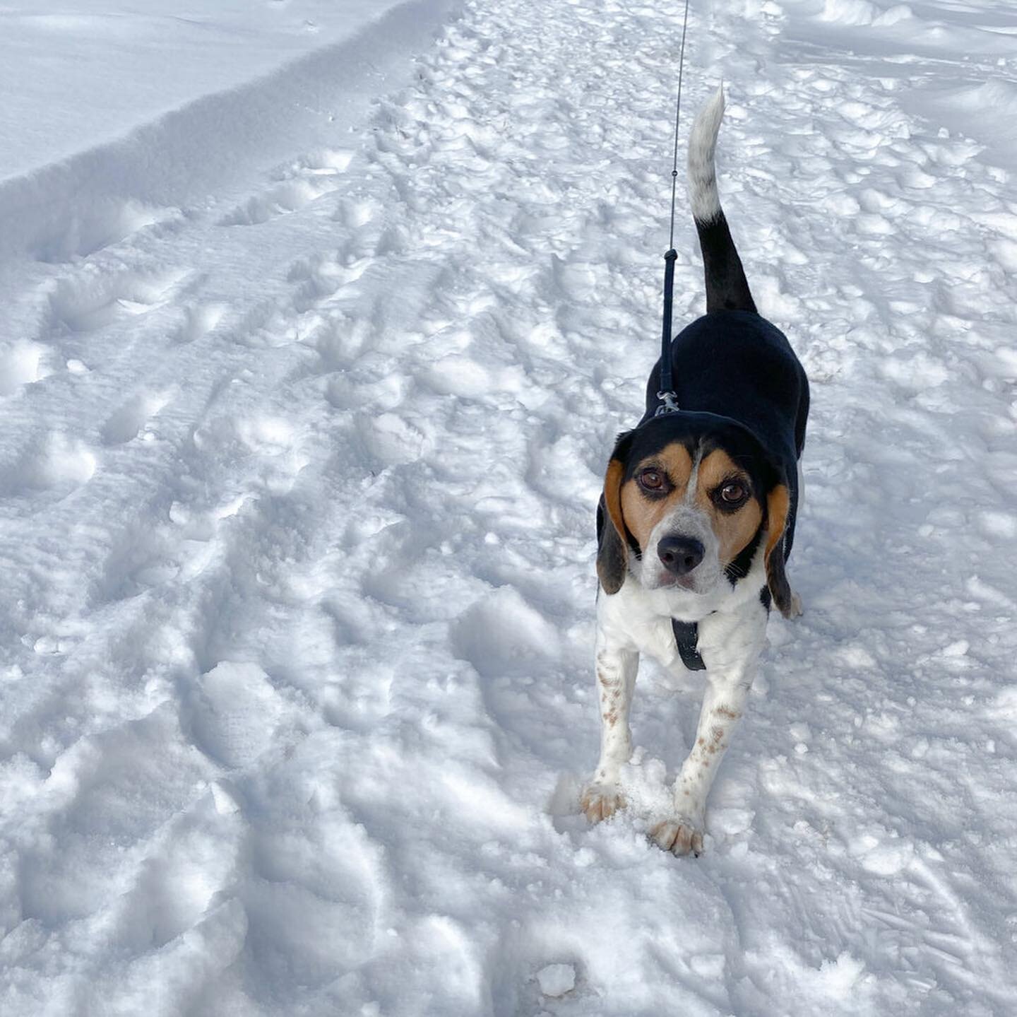 &ldquo;It was the kind of snow that brought children running out their doors, made them turn their faces skyward, and spin in circles&hellip;&rdquo; - Eowyn Ivey &bull; C&rsquo;est ma vie! Playing in the Snow ❄️🐾 https://www.melindalarson.com/blog/2