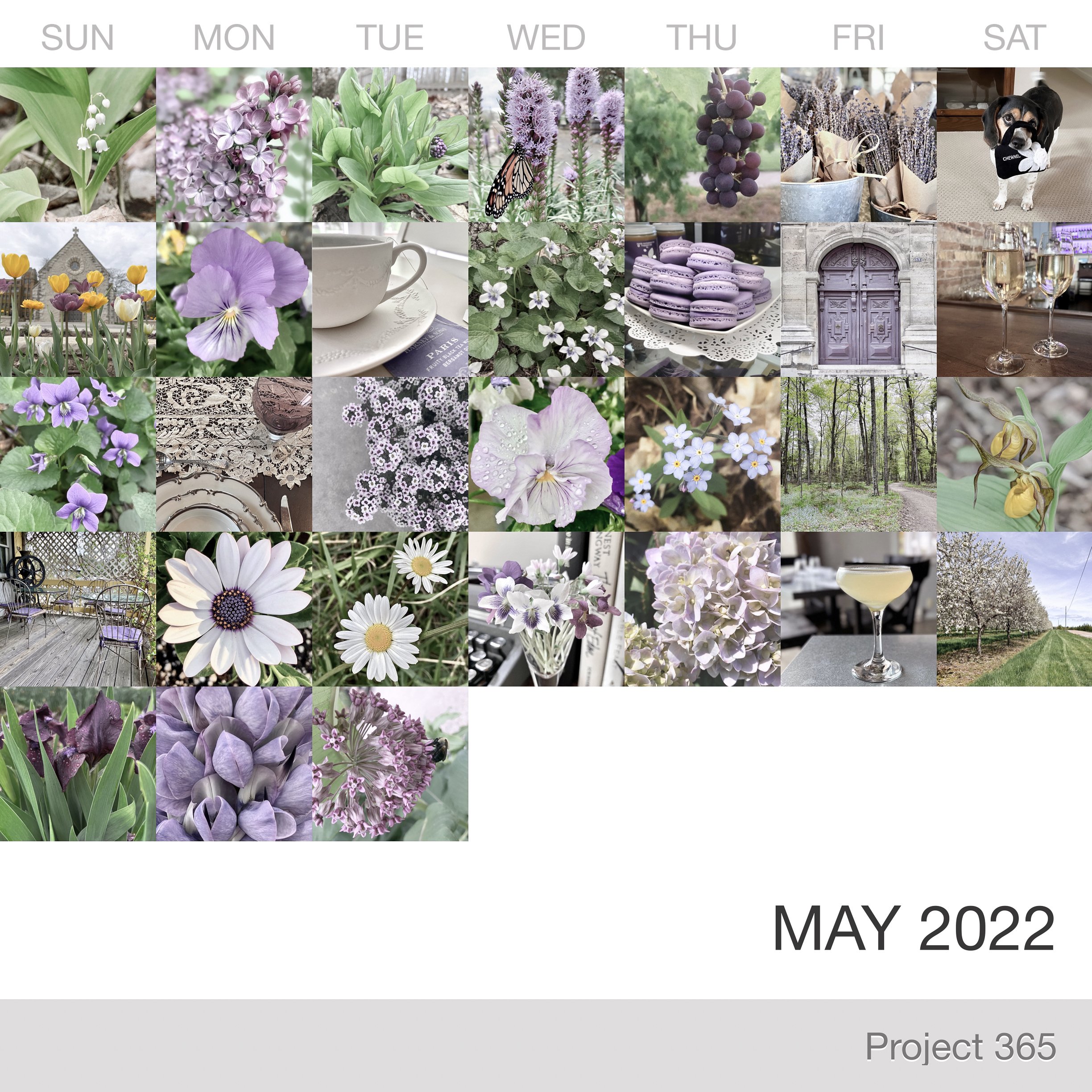 Project 365 _May-2022_Collage.jpg