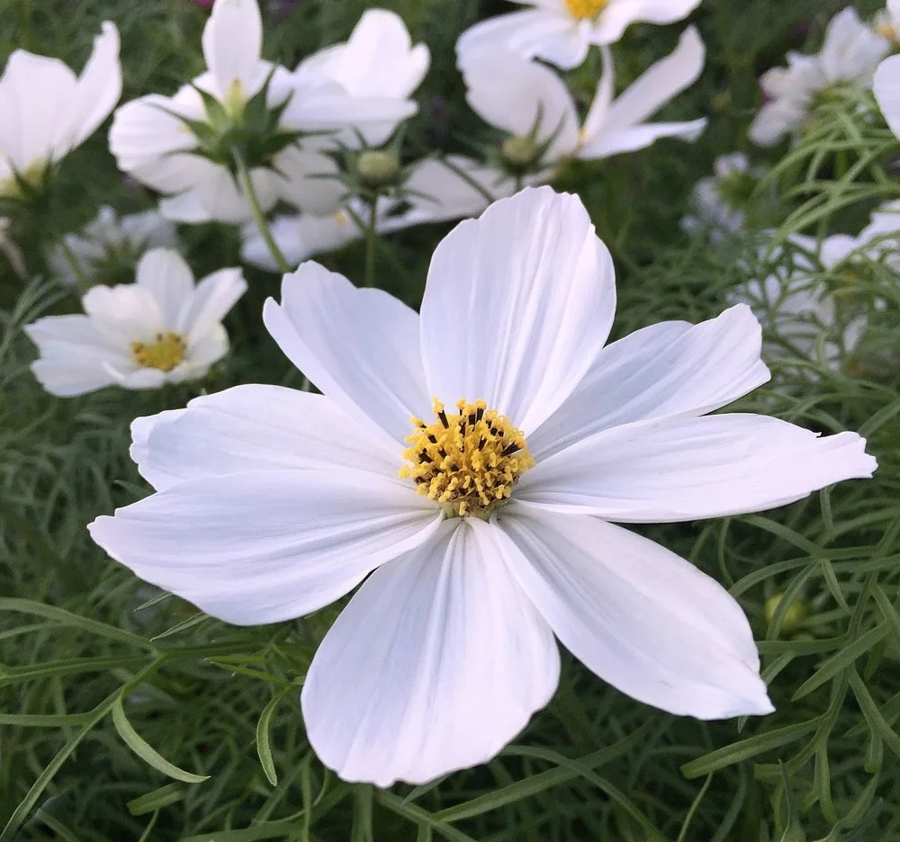 Cosmos