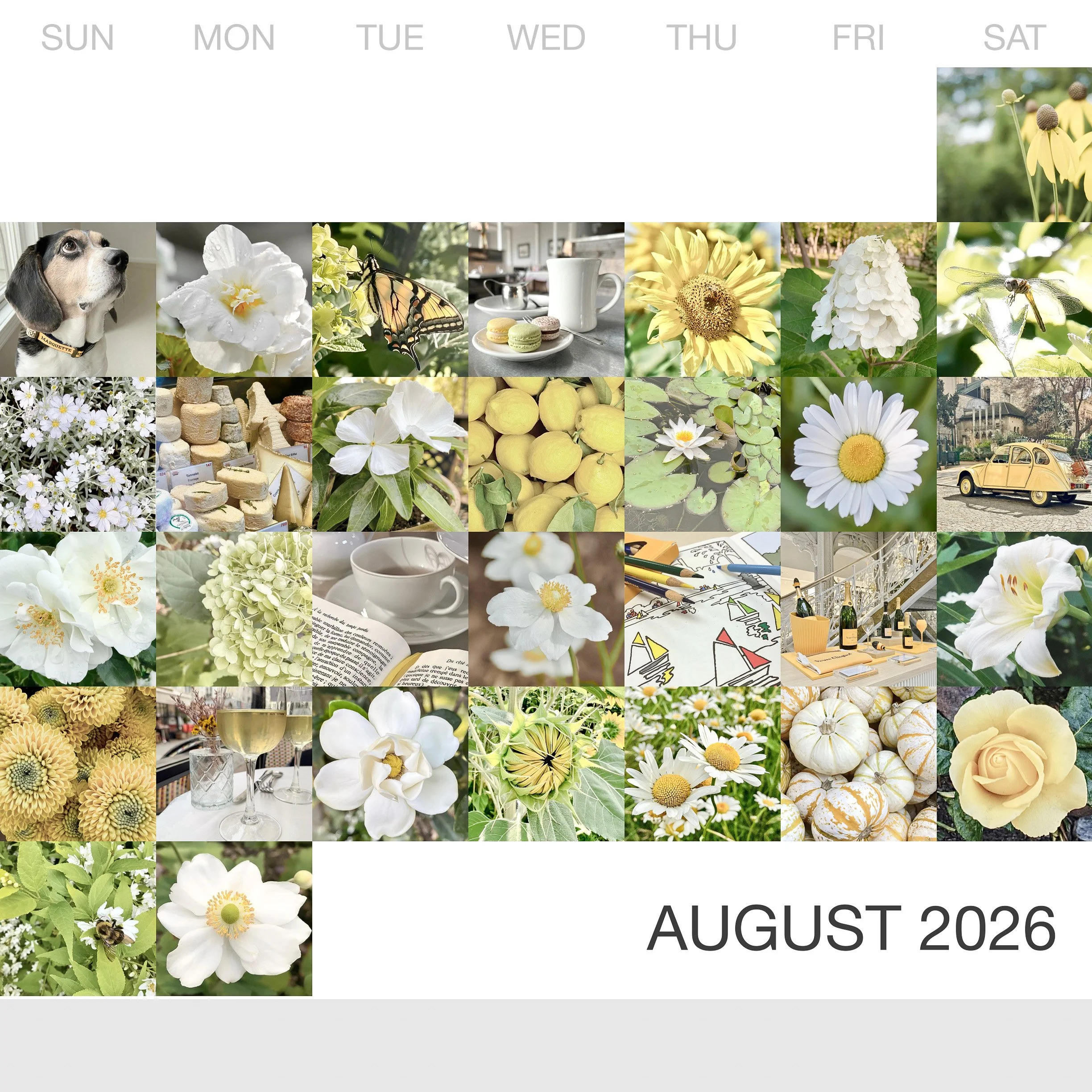 aug.jpg