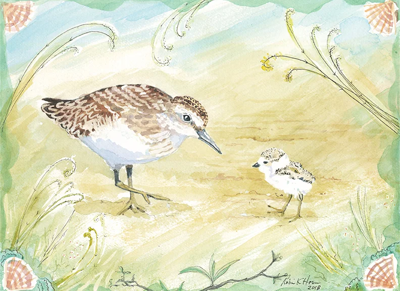Sandpiper Mother and Chick