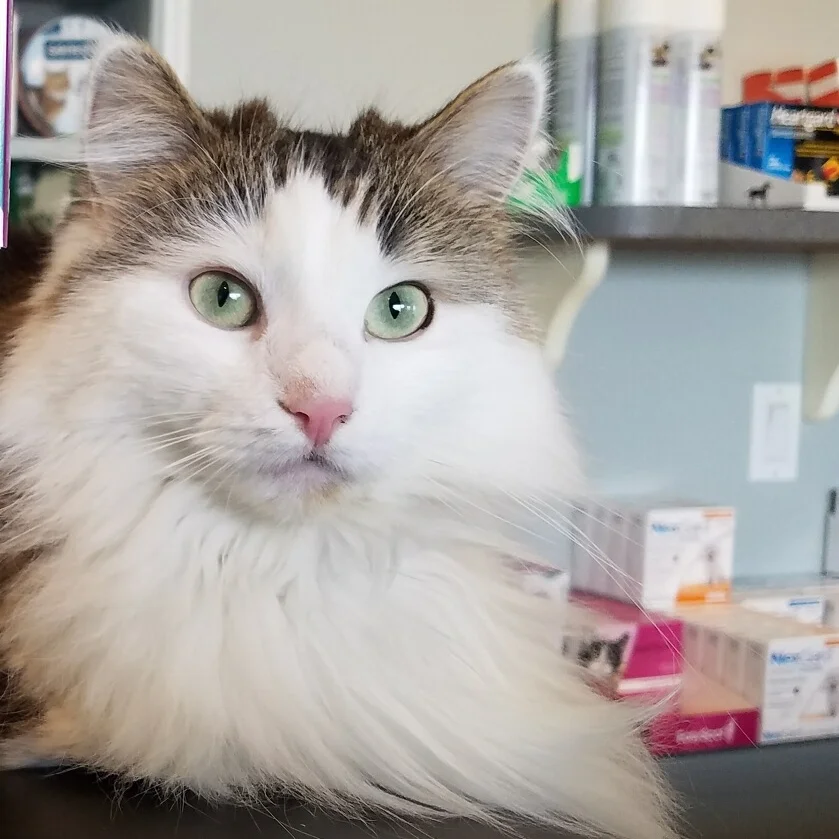 Cat at south bay veterinary clinic