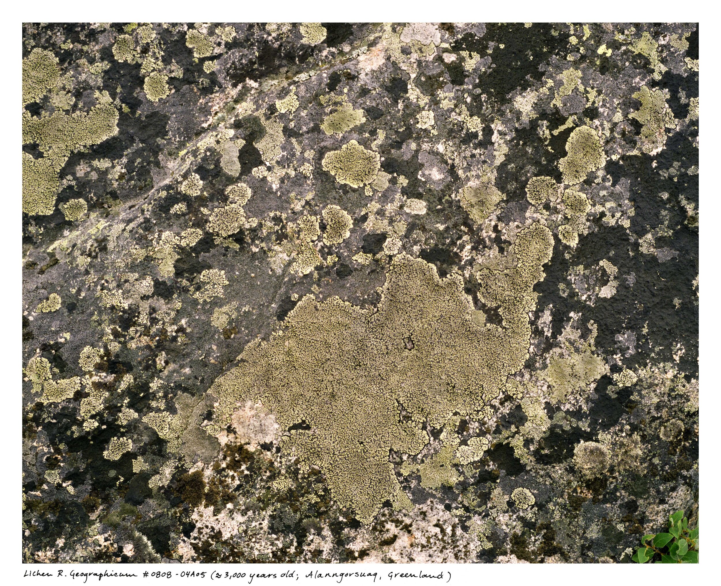 Sussman_lichens_0808_04a05.jpg