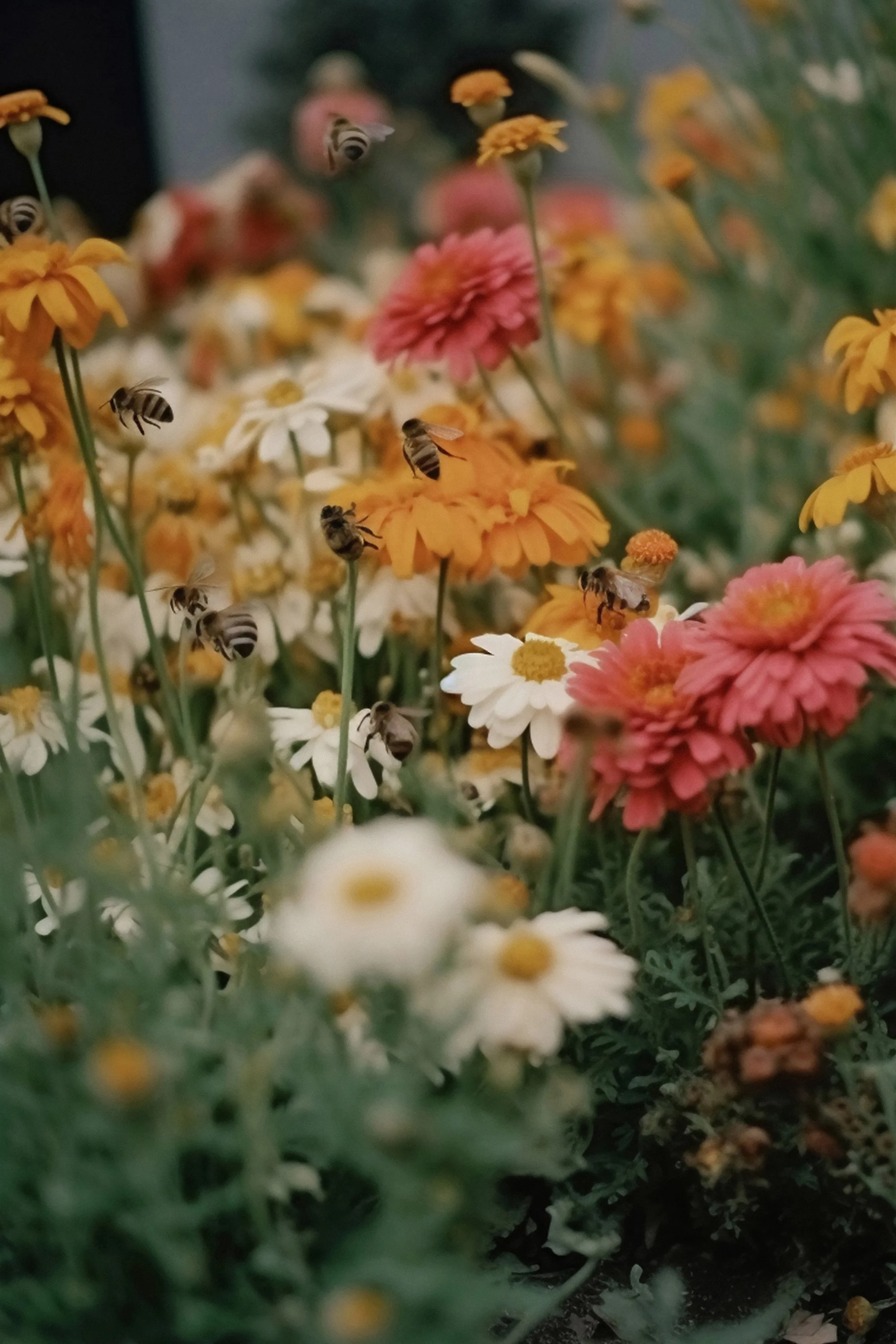 A swarm of bees is attracted by wilfdflowers at the Hammerhof, 1951
