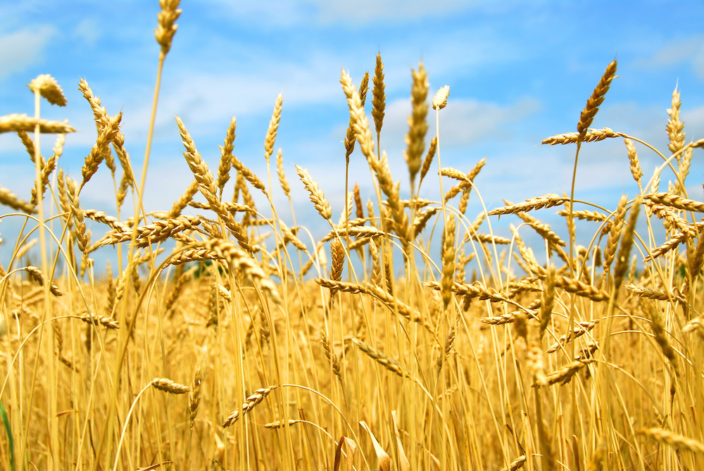 How to Explore Africa’s Trillion-Dollar Agribusiness Opportunity