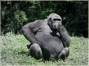 gorilla-deep-in-thought-300x225.jpg