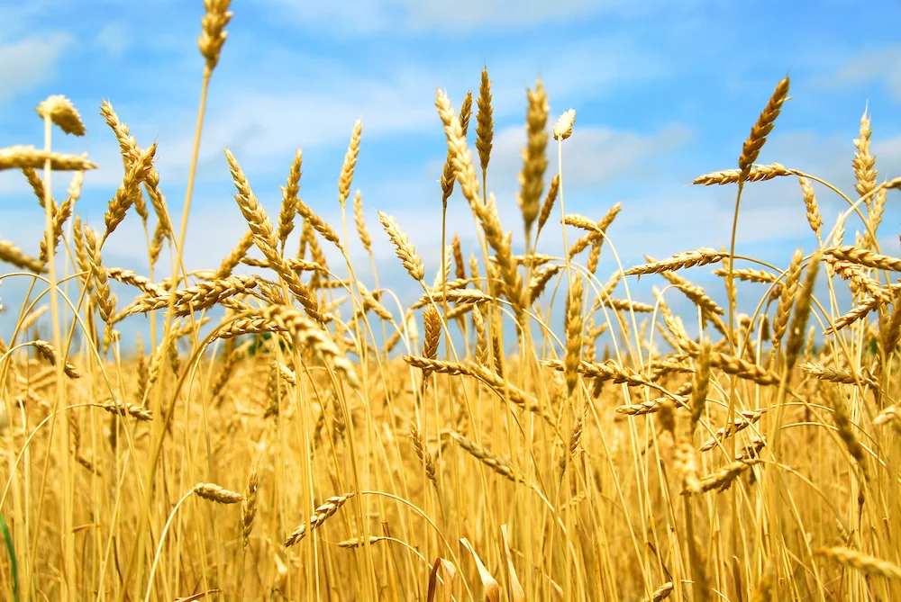 Agribusiness-1.jpeg
