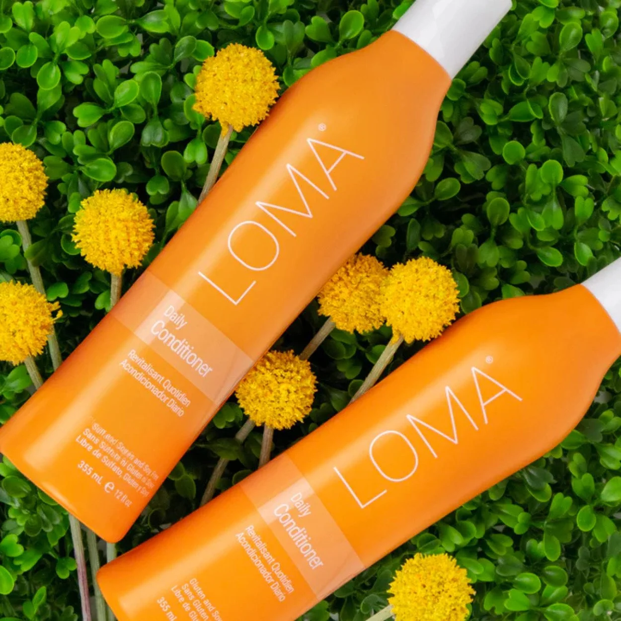 daily cond cover.jpg