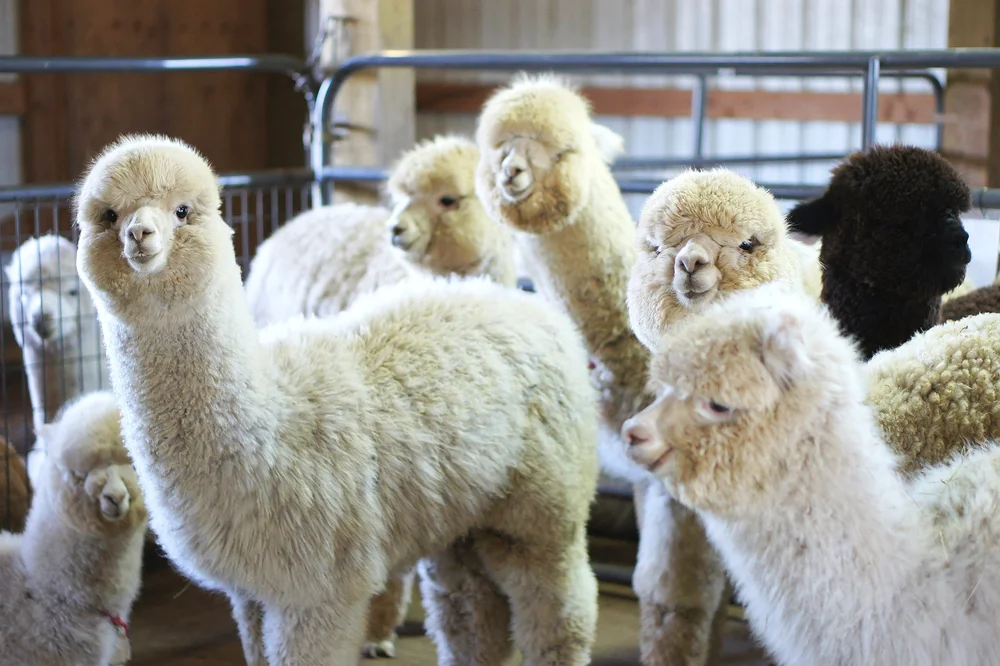 Alpacas @ Marquam Hill Ranch