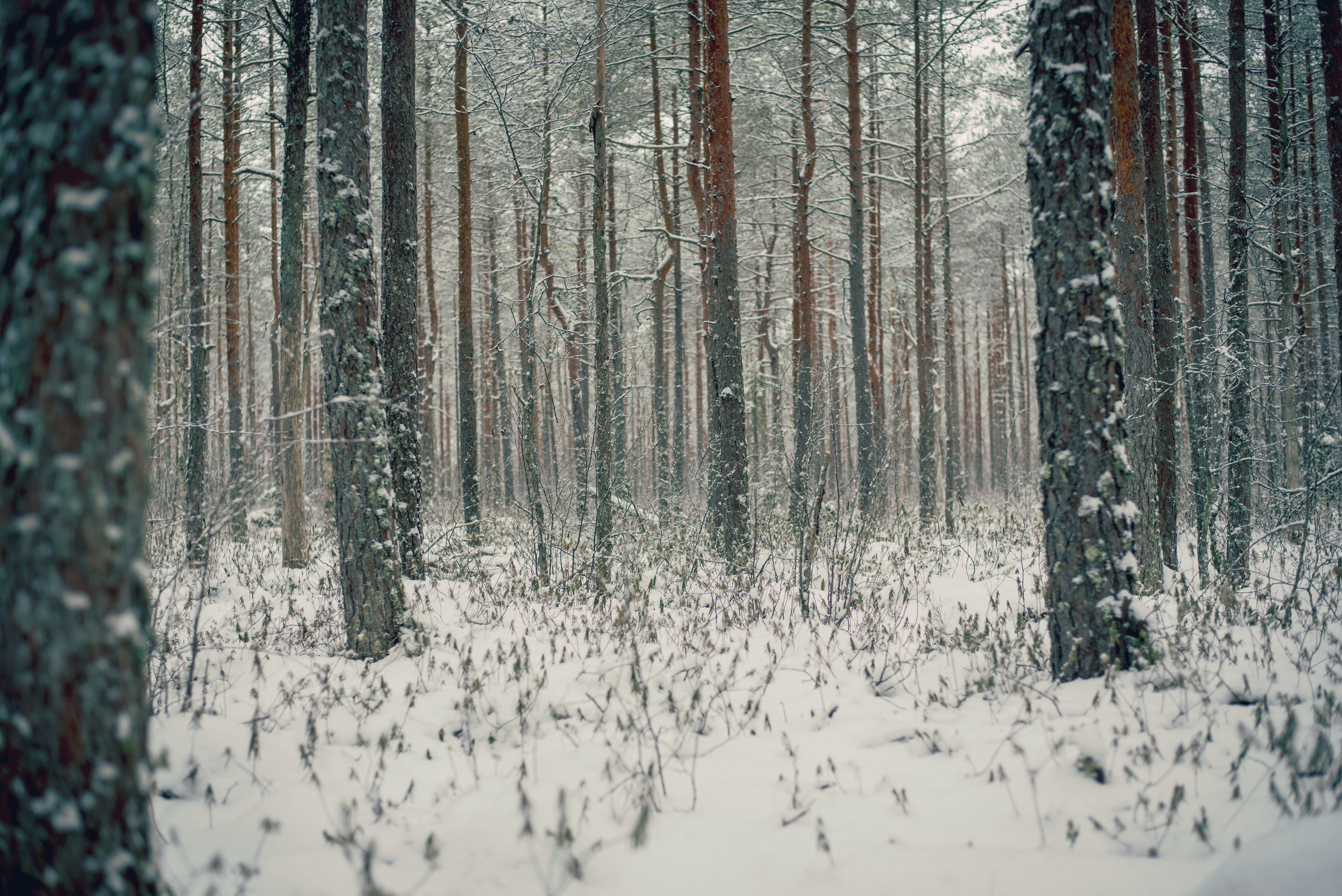 Reframing Winter