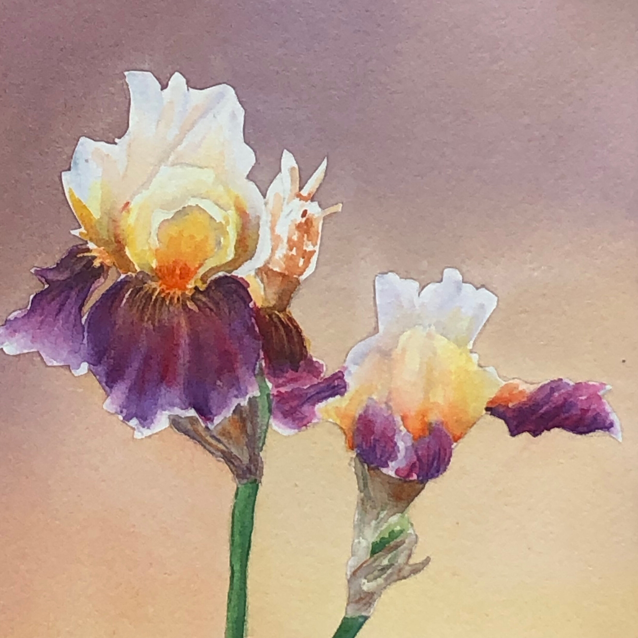 Iris - Yvonne Newhouse