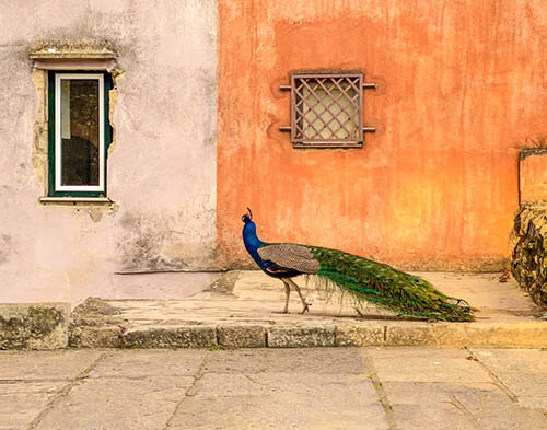 Nicole Mordecai: "Lisbon Peacock," photo, 16” x 20”, 2020, $600