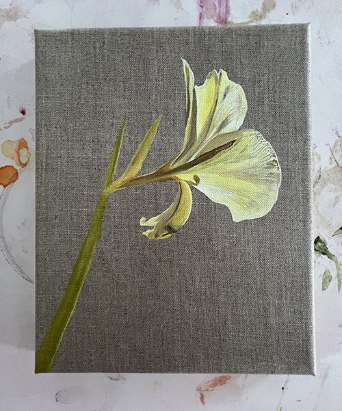21 Roberts_Study_Canna Lily .jpg