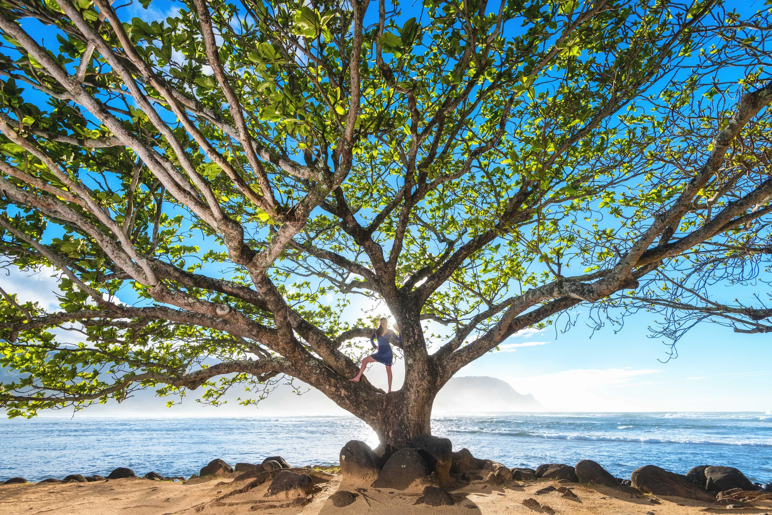 Woman In Tree on Beach in Kauai.jpg