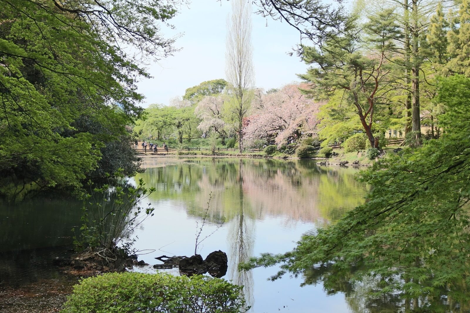 a lake surrounded by lush greenery and cherry blossom trees