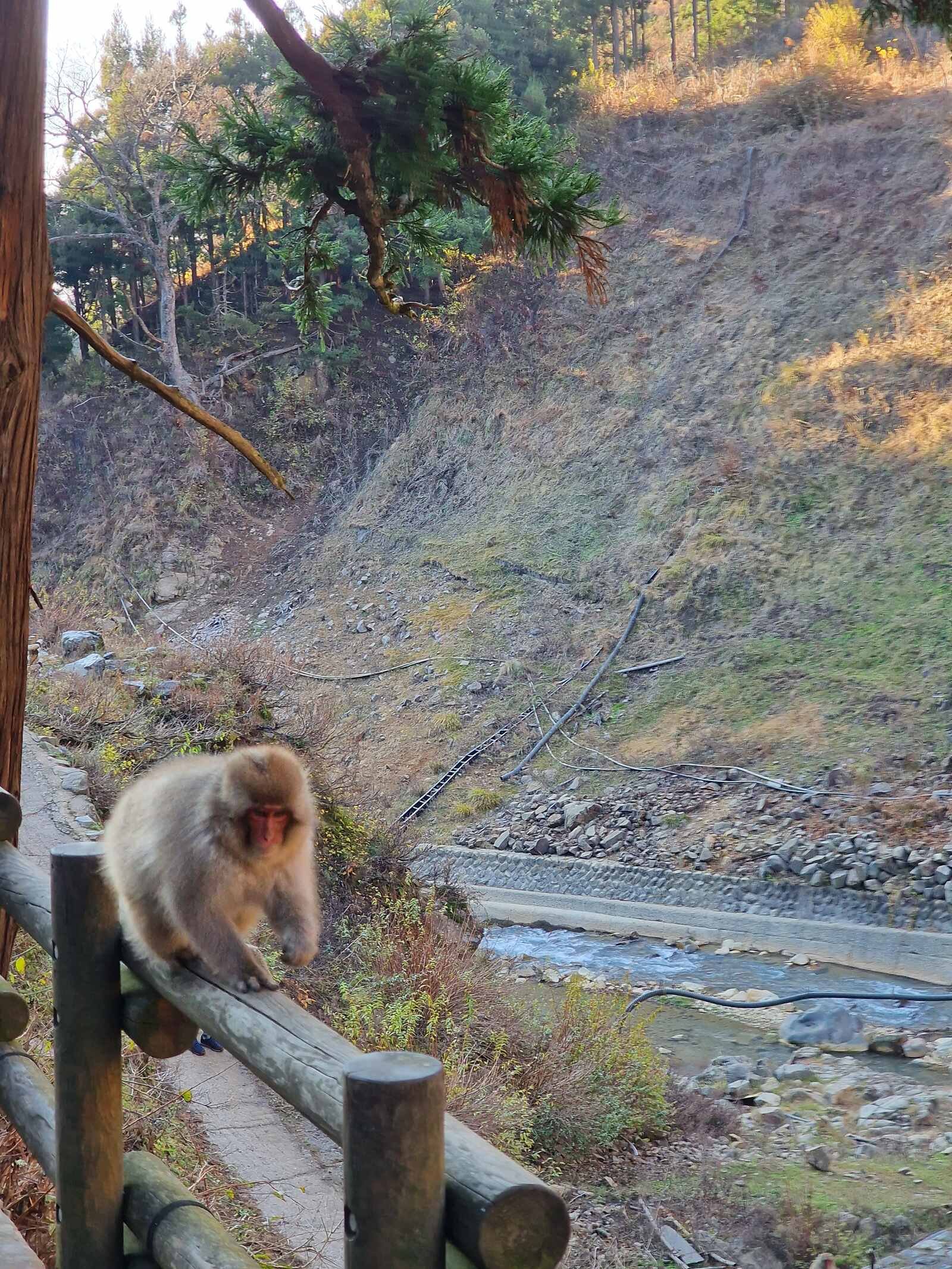 a fluffy Japanese snow monkey walking along a wooden fence next to a river