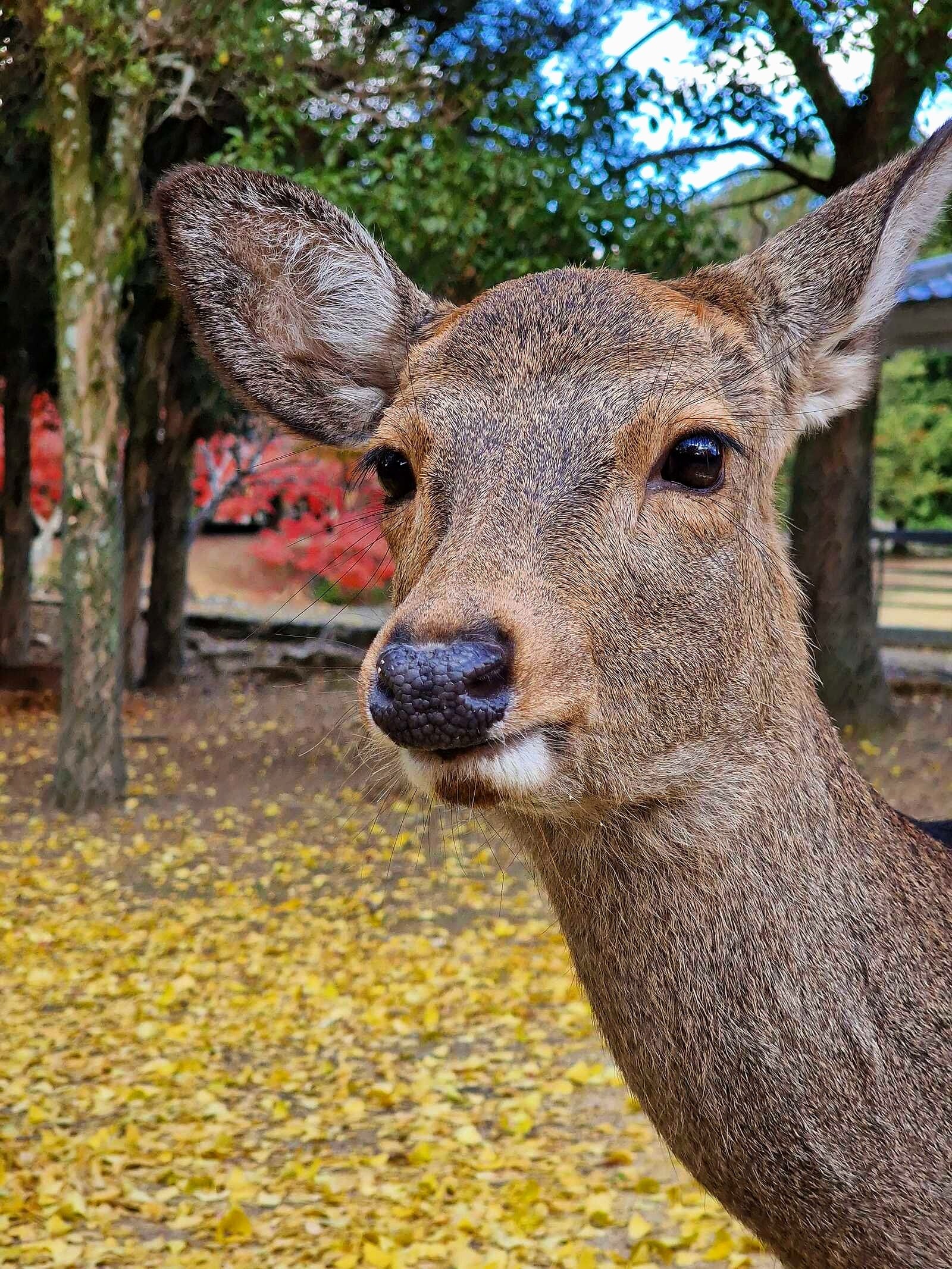 a close up of a deer's face in nara