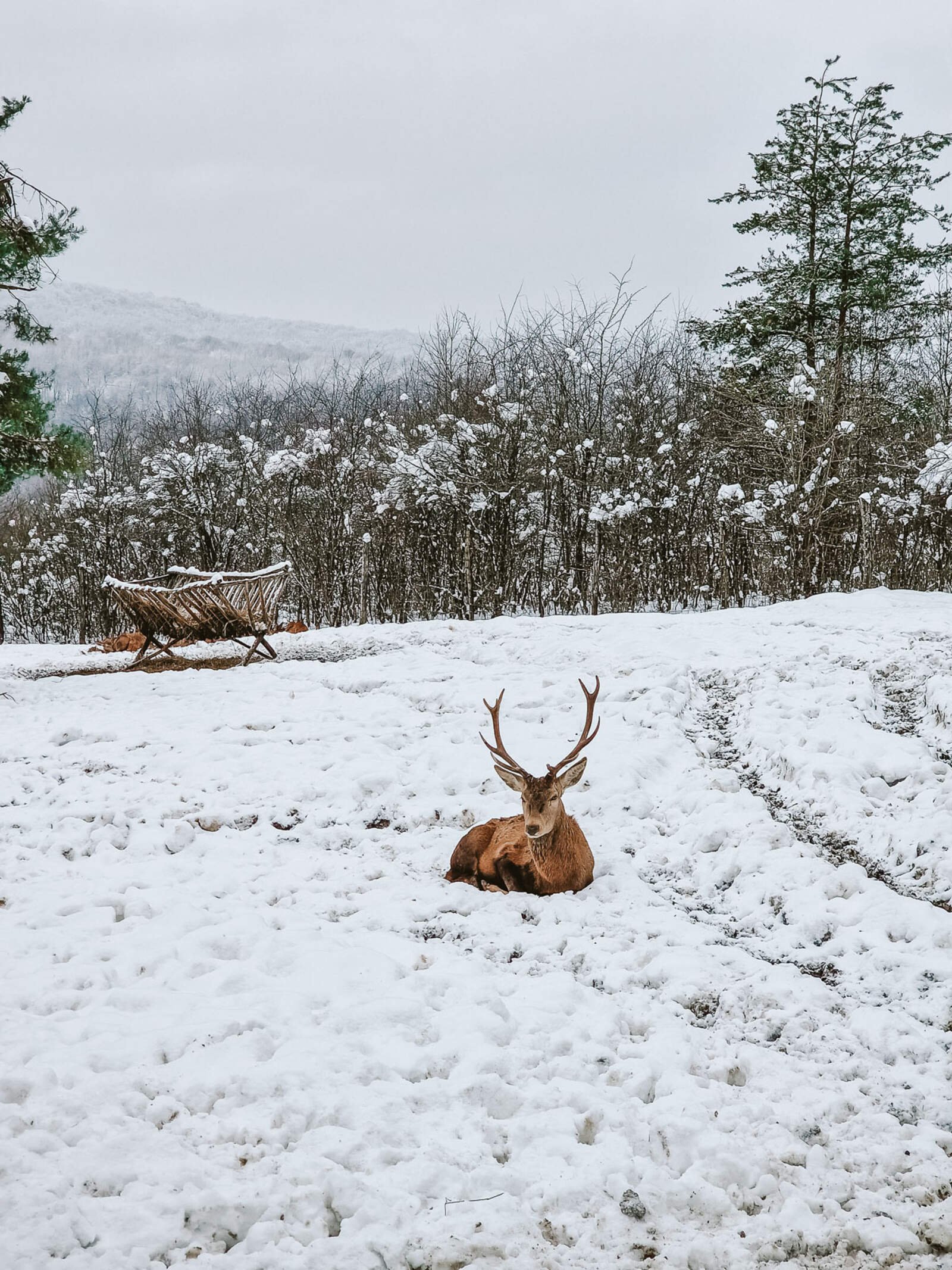 Stag sitting in the snow with huge antlers in a field at a deer ranch