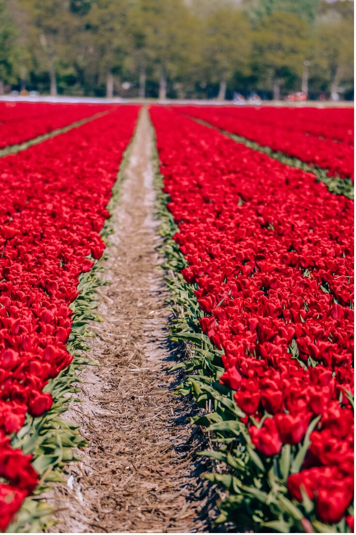 Rows of red tulips in Lisse