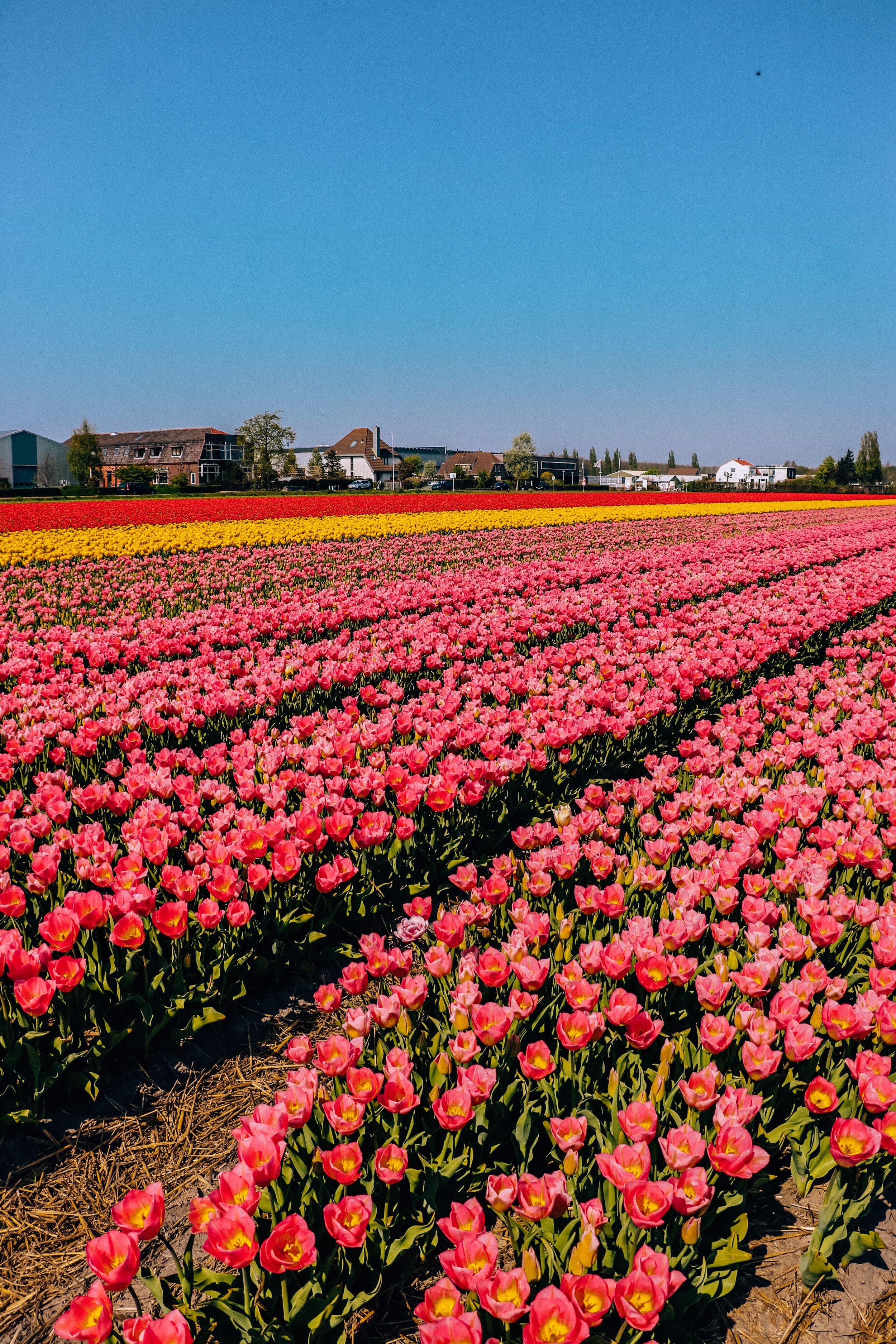 Rows of many colorful pink tulips in Lisse