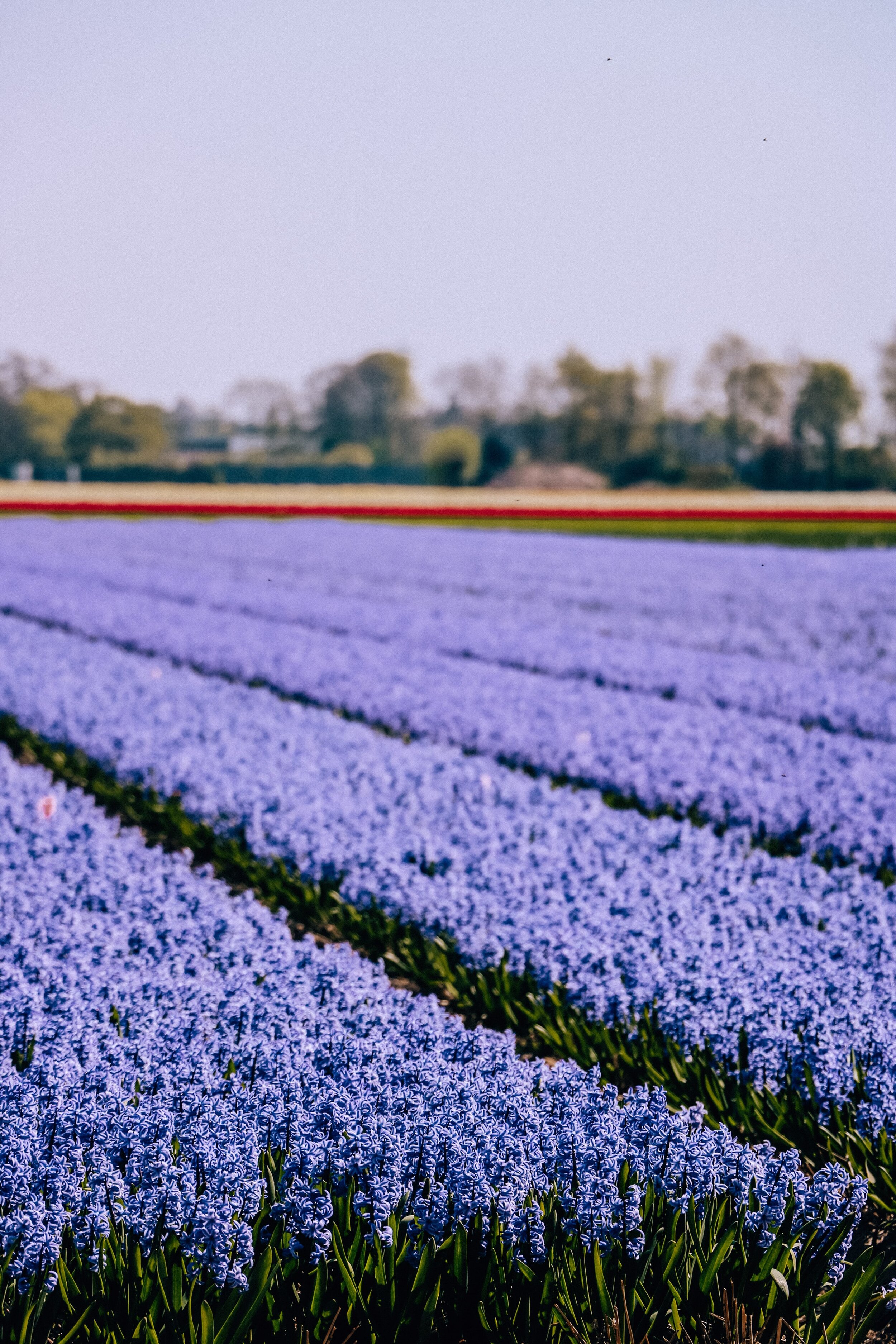 Many fields of blue flowers in Lisse