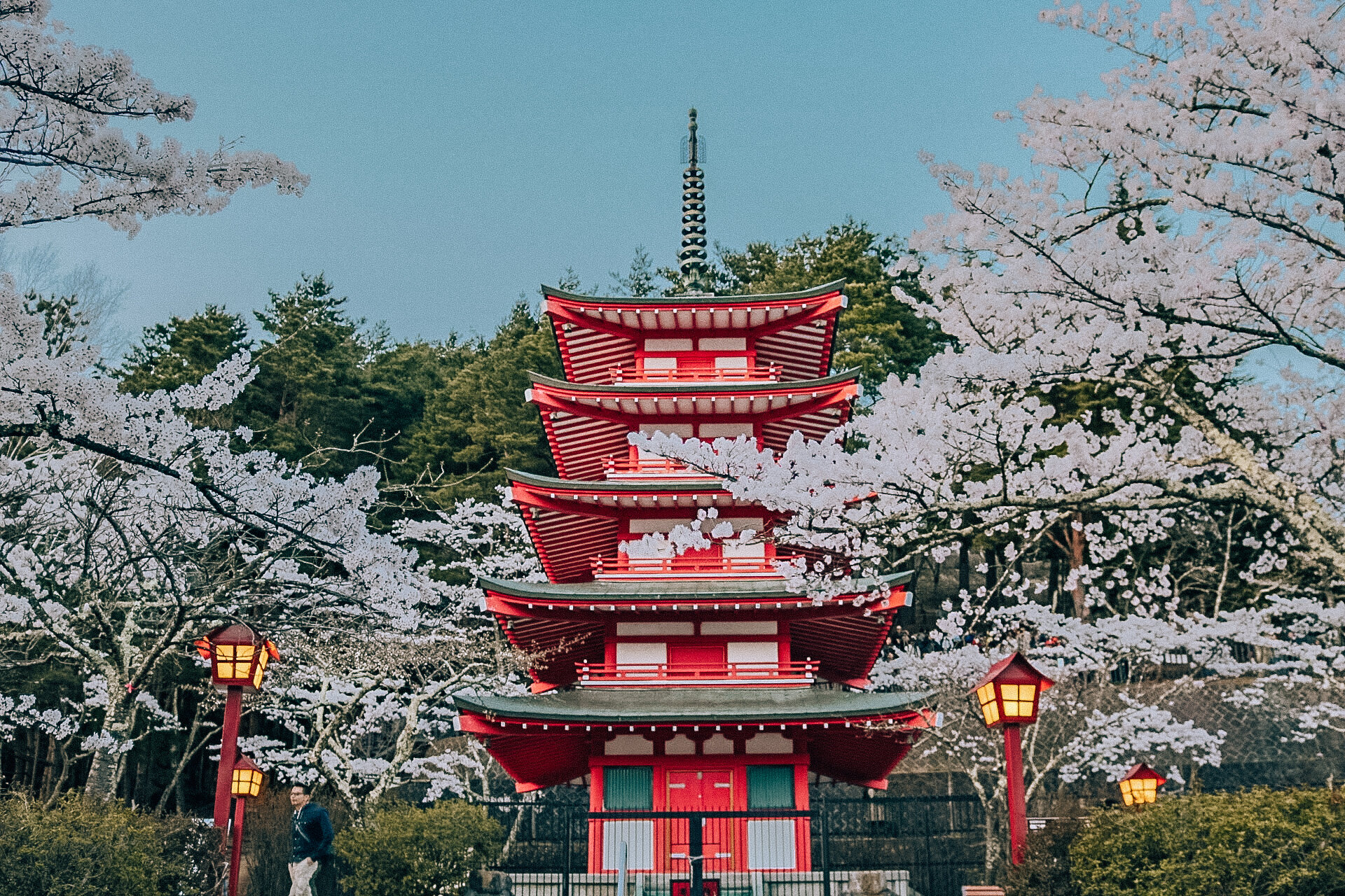 A tall red Japanese pagoda surrounded by pink cherry blossoms