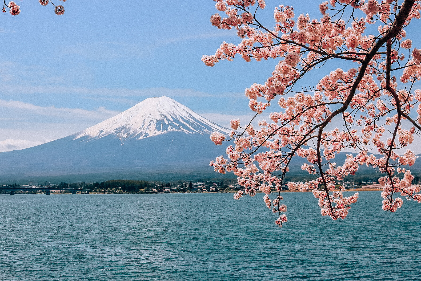 A pink cherry blossom tree with a lake leading up to the snow topped Mt. Fuji in the distance