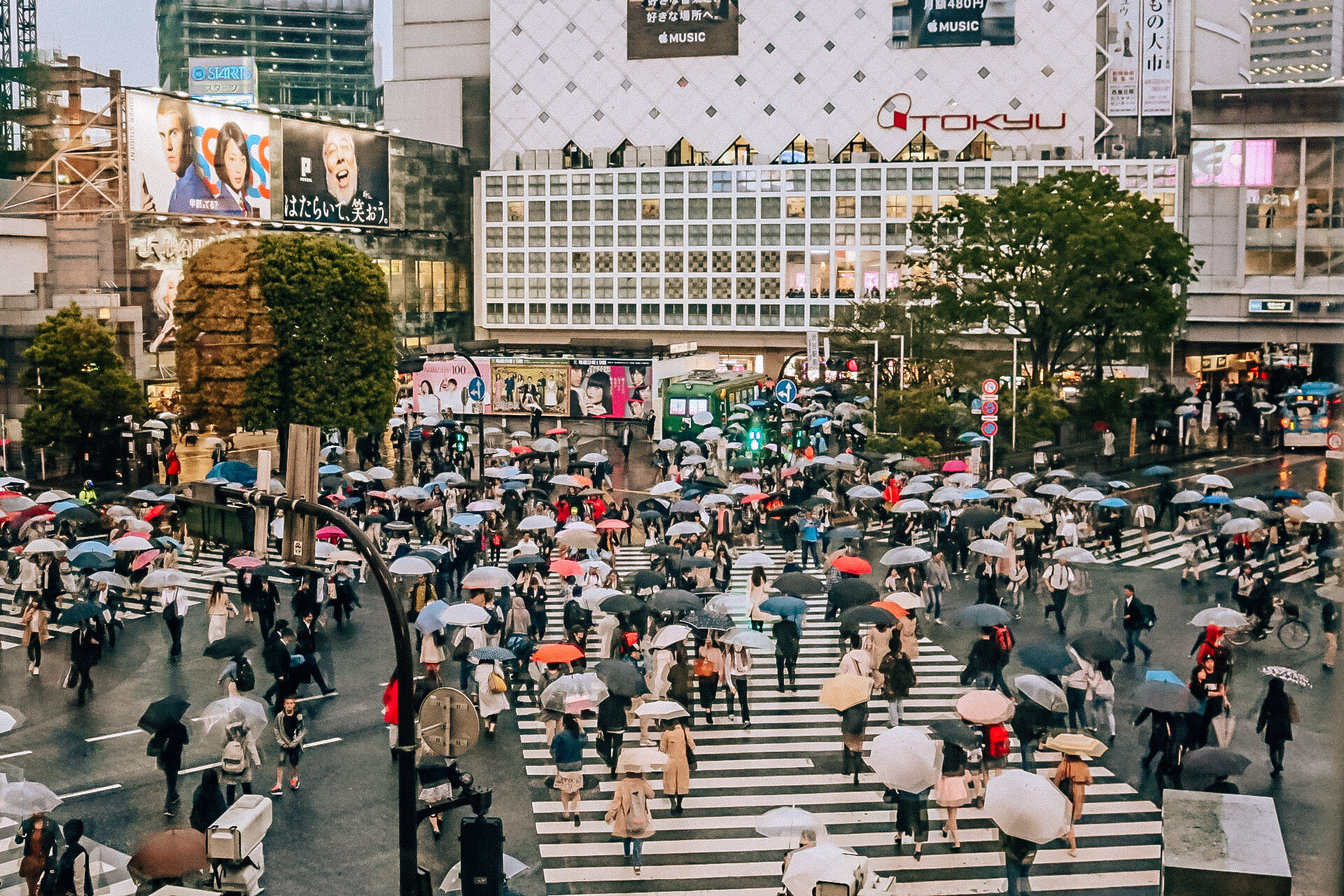 Many people with umbrellas crossing the street at Shibuya crossing.
