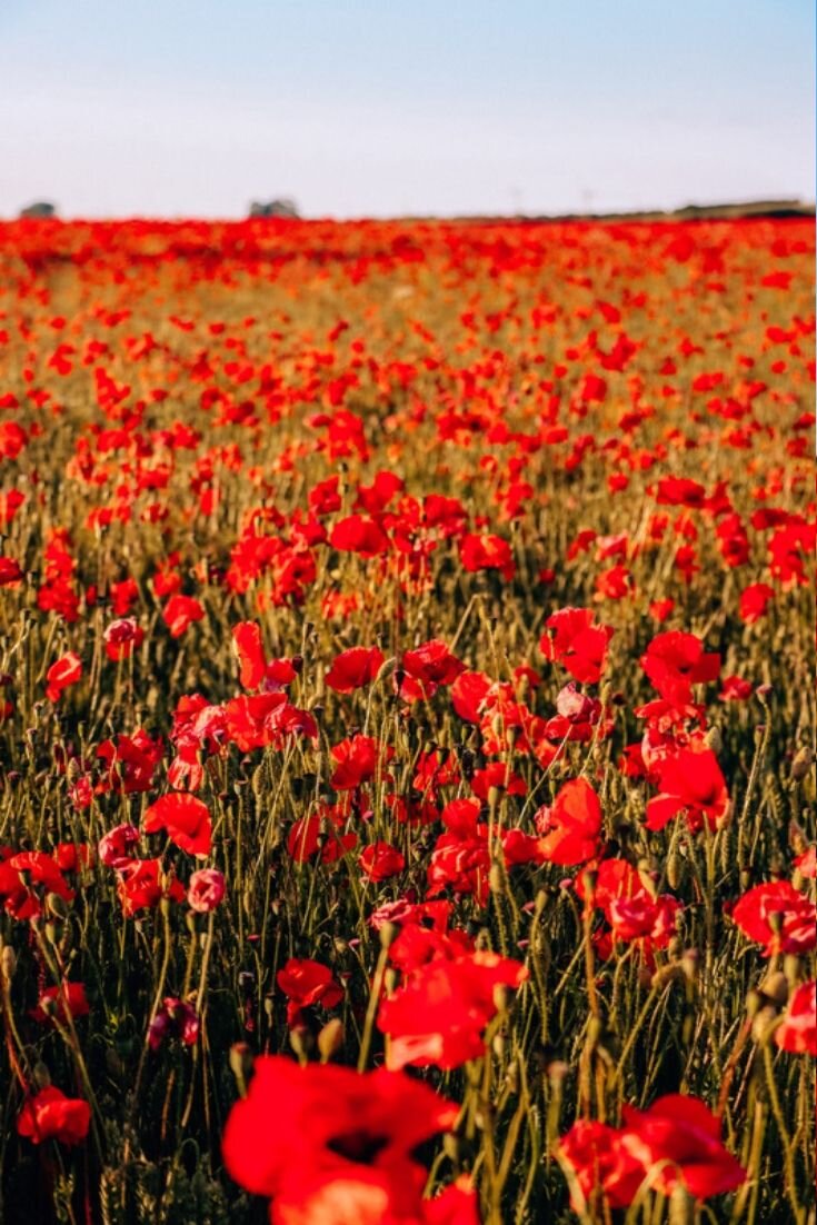 A sea of red poppy flowers in a poppy field at sunset