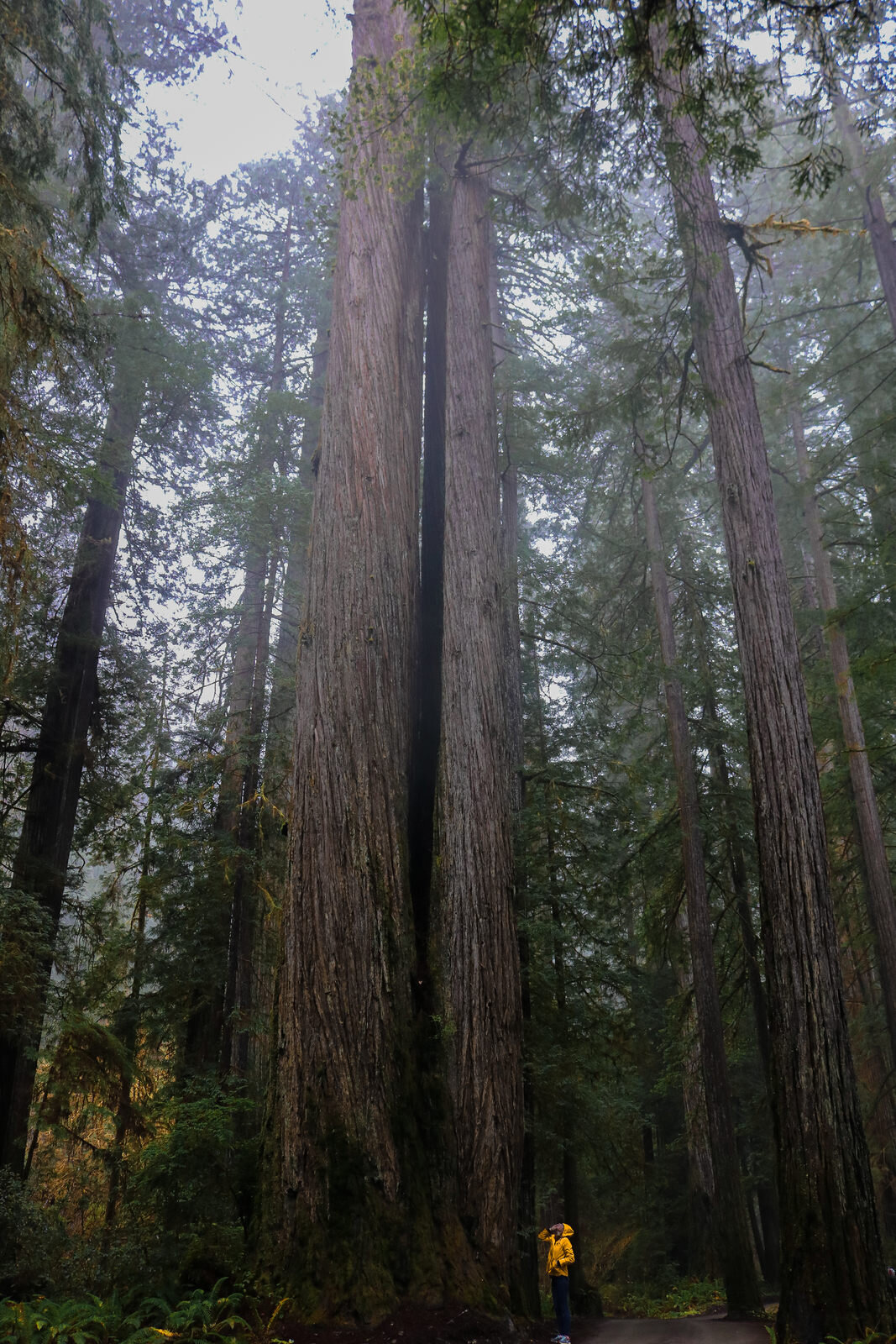 California redwoods towering over girl in yellow coat