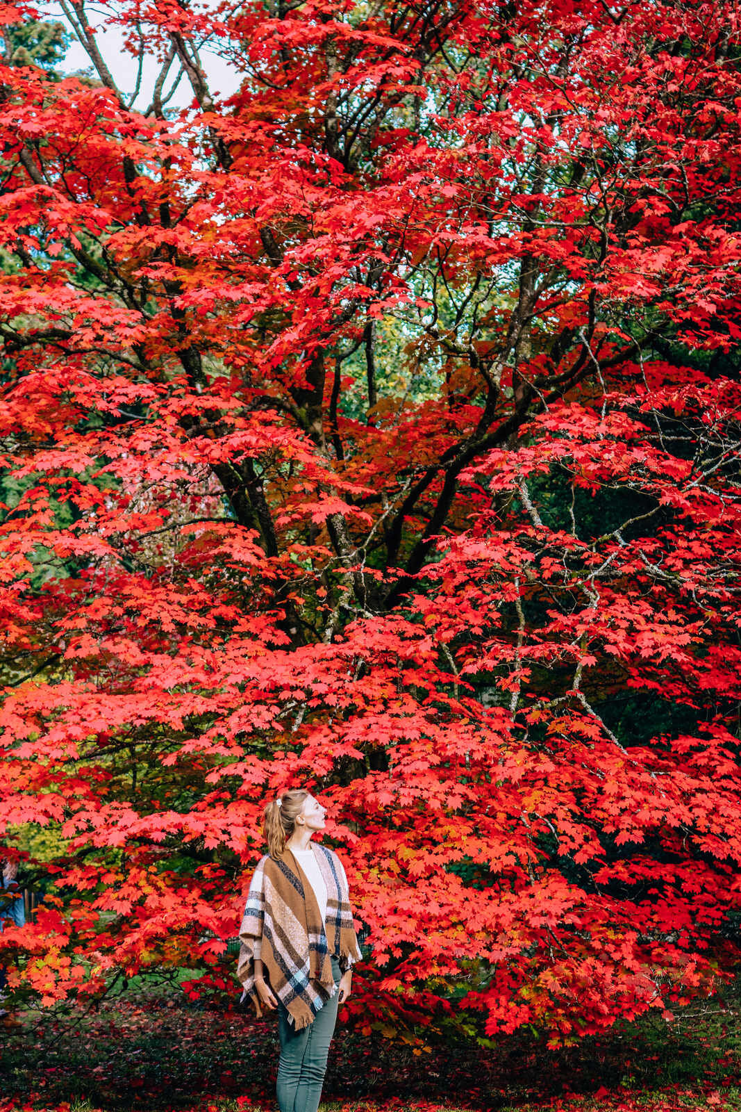 red leaves of the japanese maple tree at westonbirt arboretum