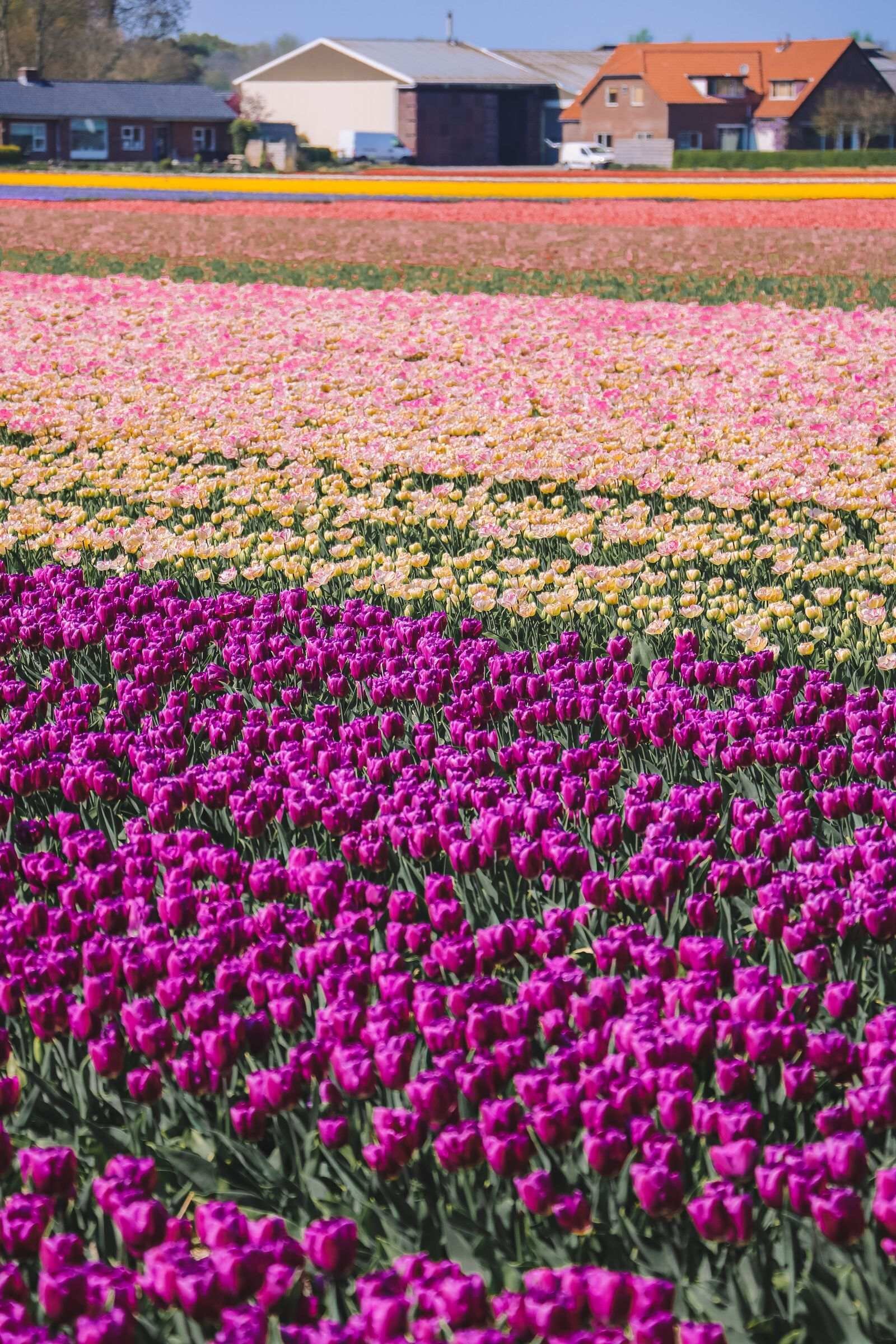 A field of purple tulips in Lisse