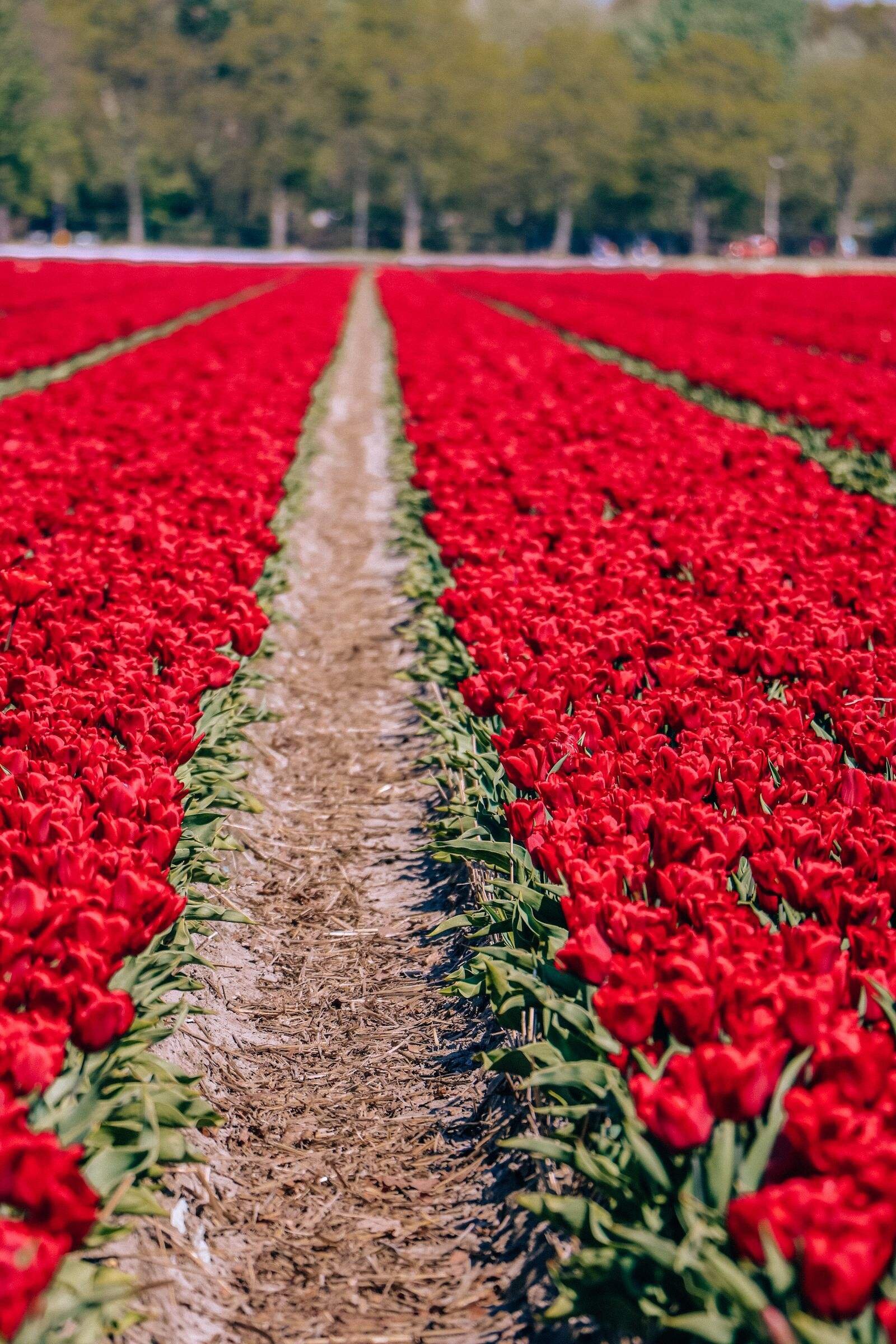 red tulip row, Lisse