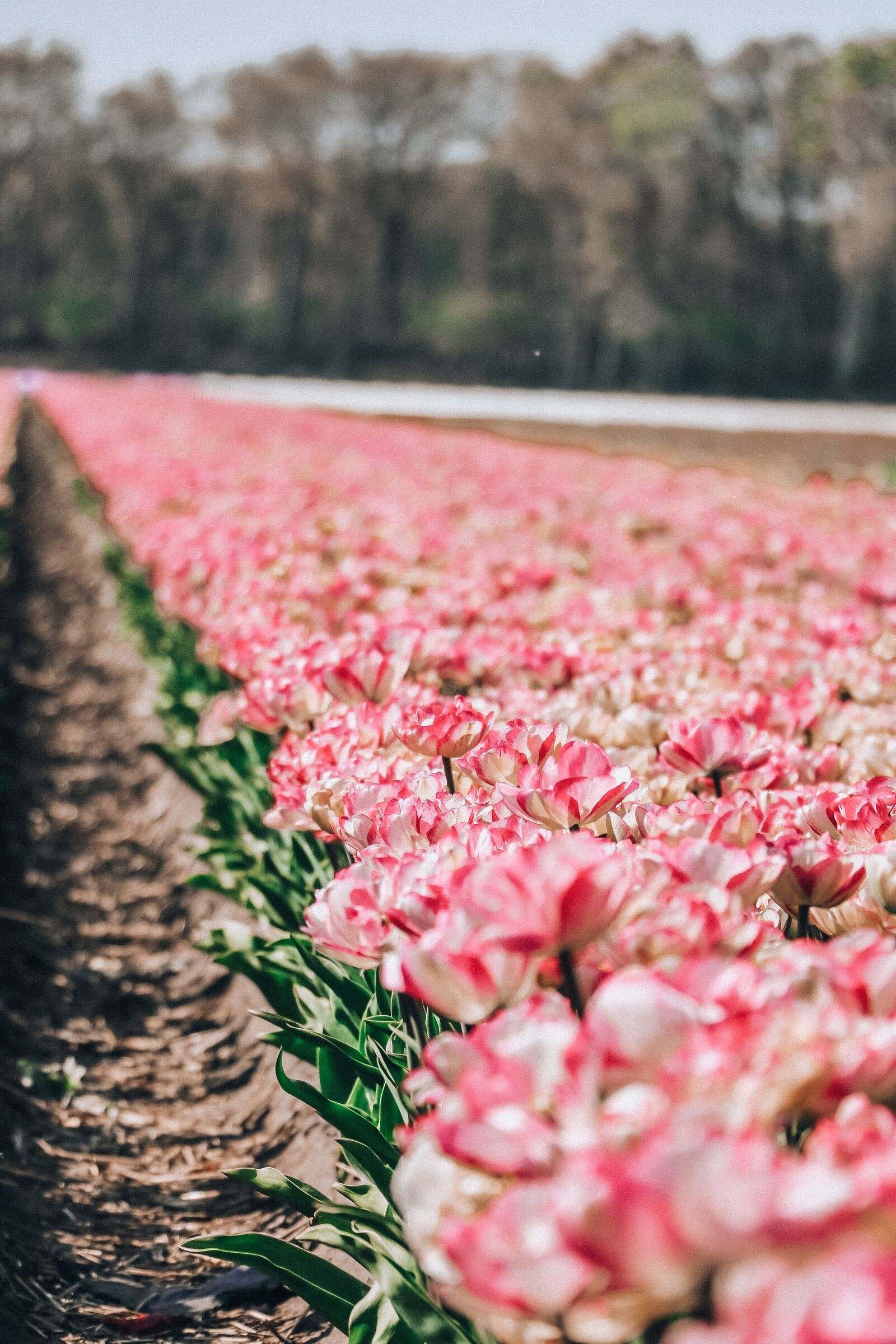 A Guide to seeing the tulips in Lisse on a budget