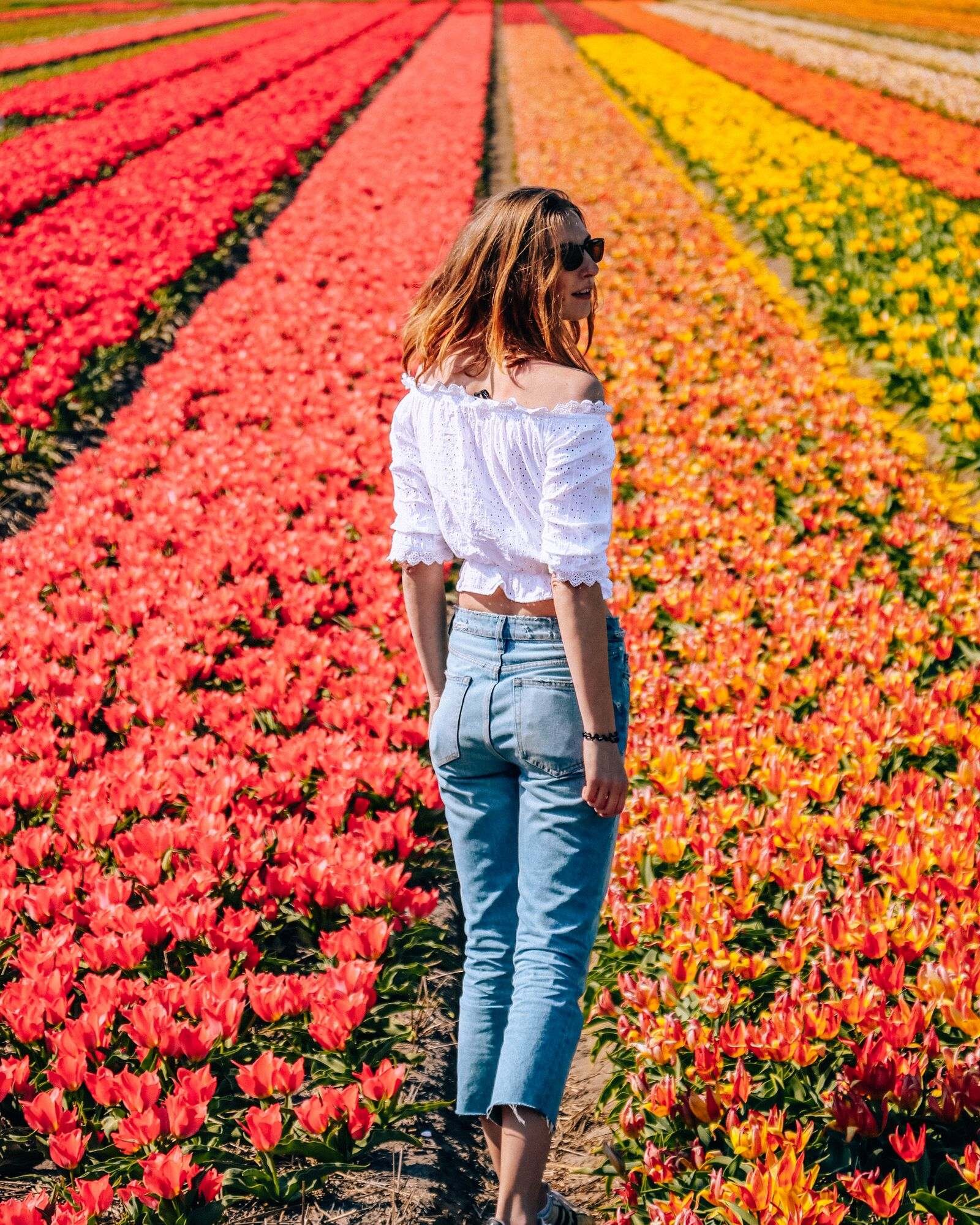 colourful tulip fields Lisse