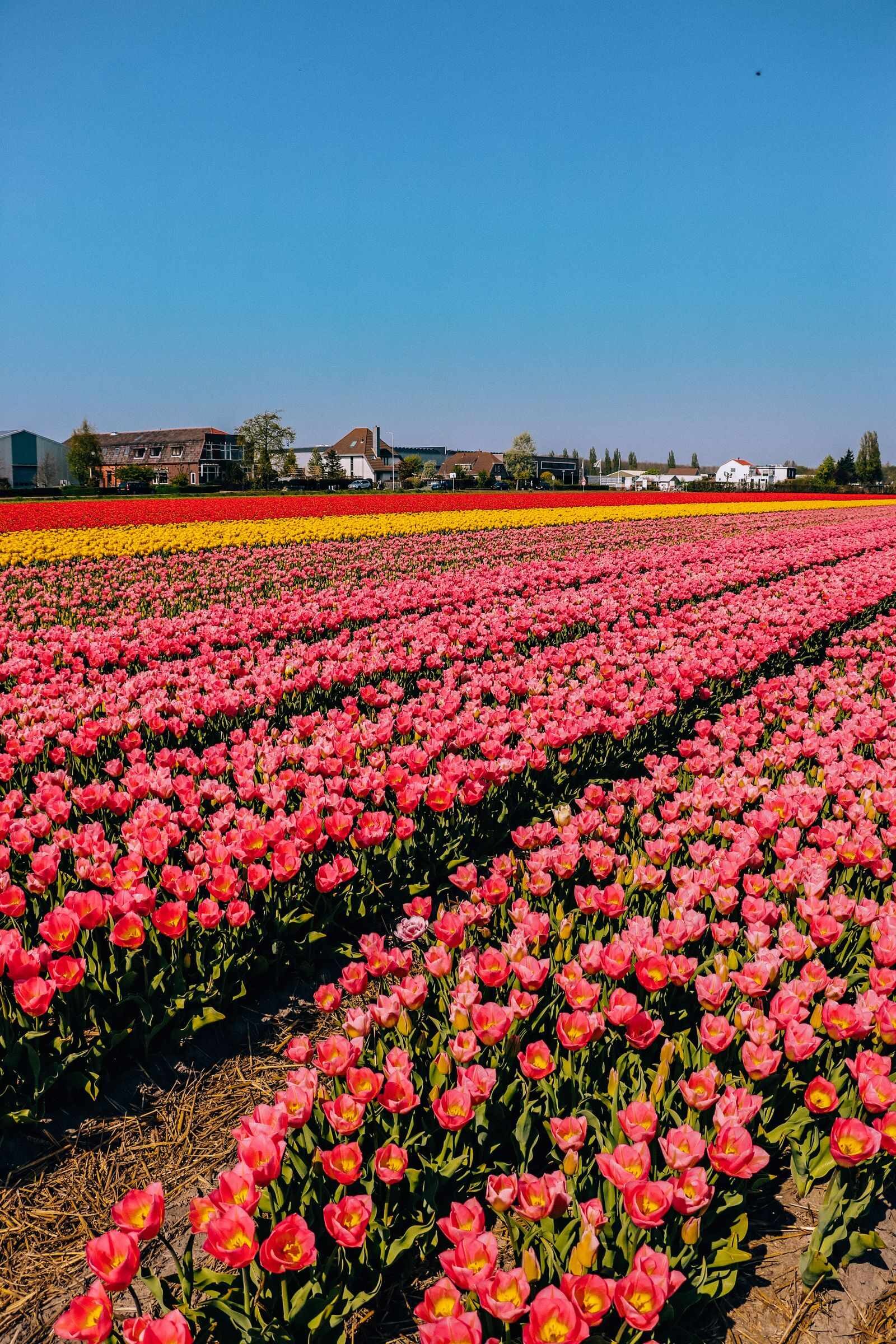 pink, yellow and red tulip rows in Lisse