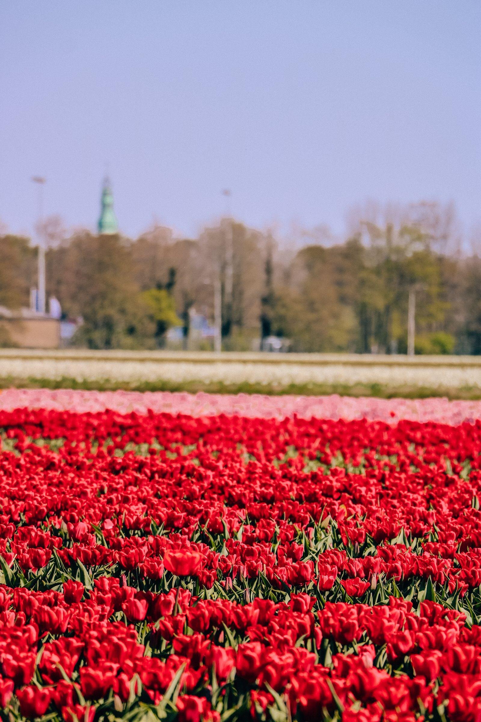 red tulip field in Lisse
