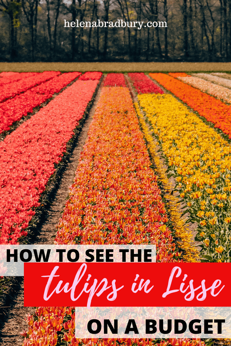 This guide shows you how to see the tulip fields in Lisse on a budget of £155 with return transport from the UK. Including  tips for where to find the best tulip fields in Lisse, getting to Keukenhof and planning your trip to the Holland tulip field…