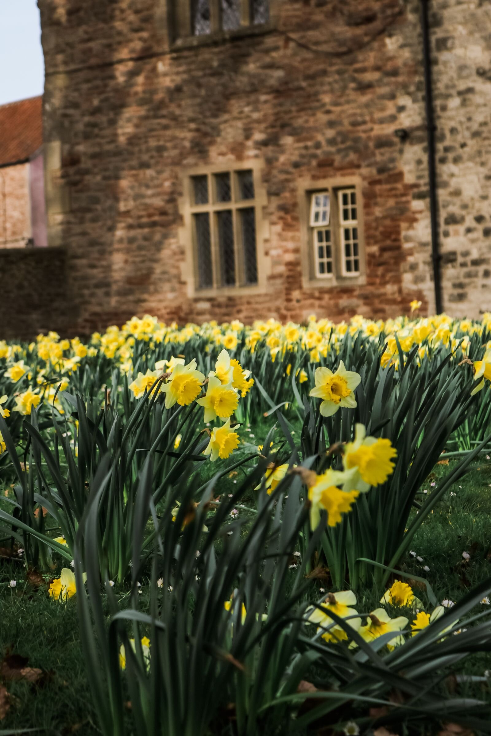 daffodils in Wells