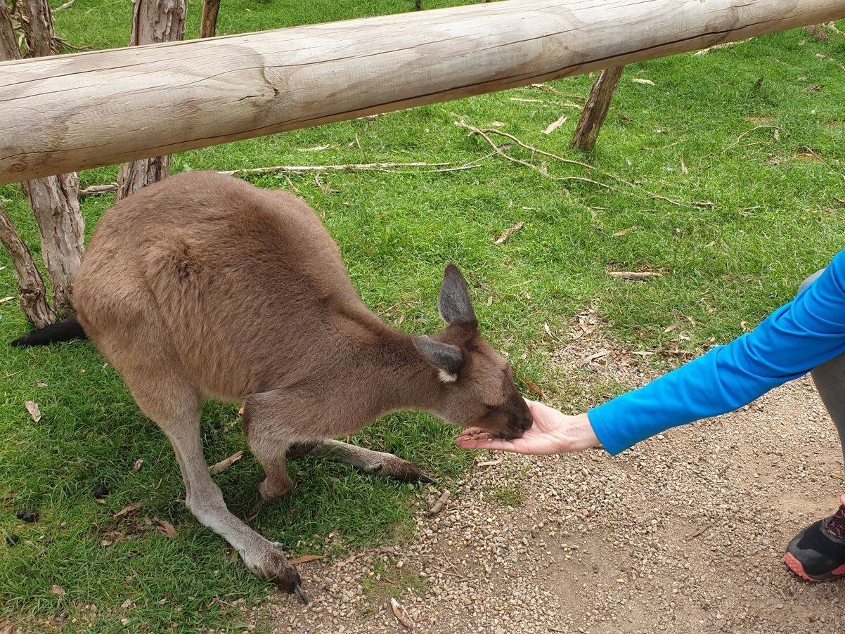 Feeding kangaroos at Moonlit Wildlife Sanctuary