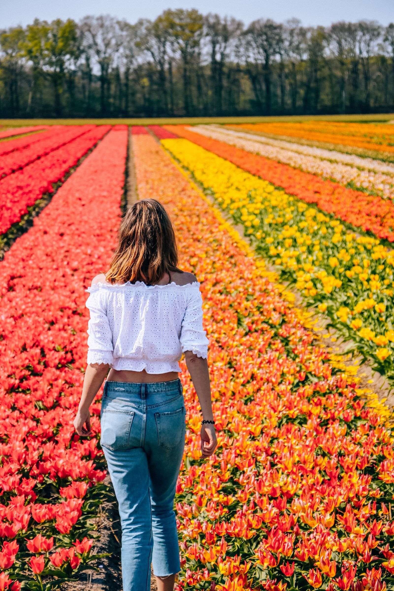 rows of colourful tulips in lisse netherlands
